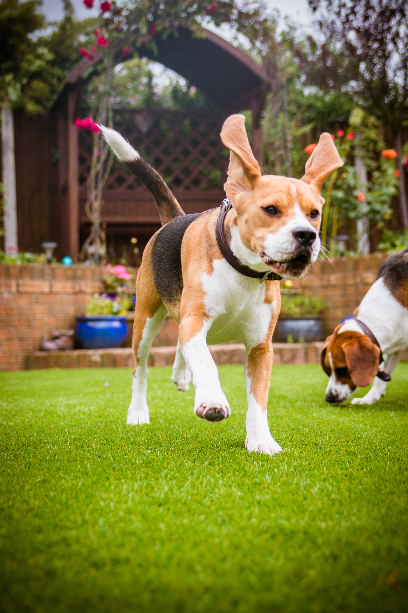 Canon EOS 70D sample photo. Beagle running around with floppy ears photography