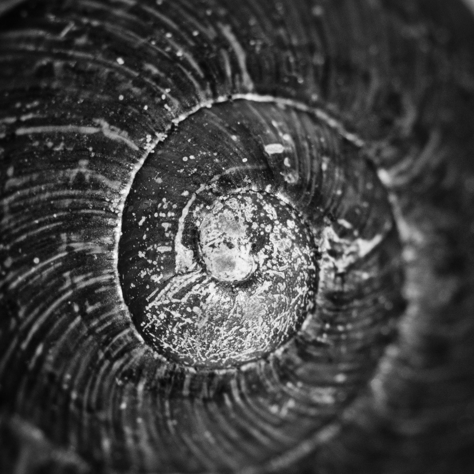 Nikon AF-S Micro-Nikkor 105mm F2.8G IF-ED VR sample photo. Snail shell photography