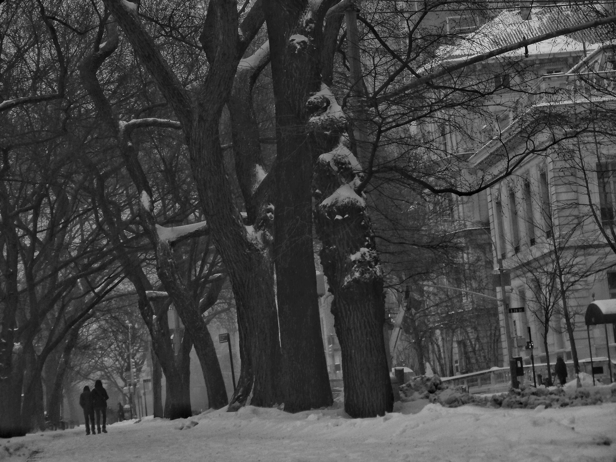 JK KODAK PIXPRO SL10 sample photo. Big trees photography