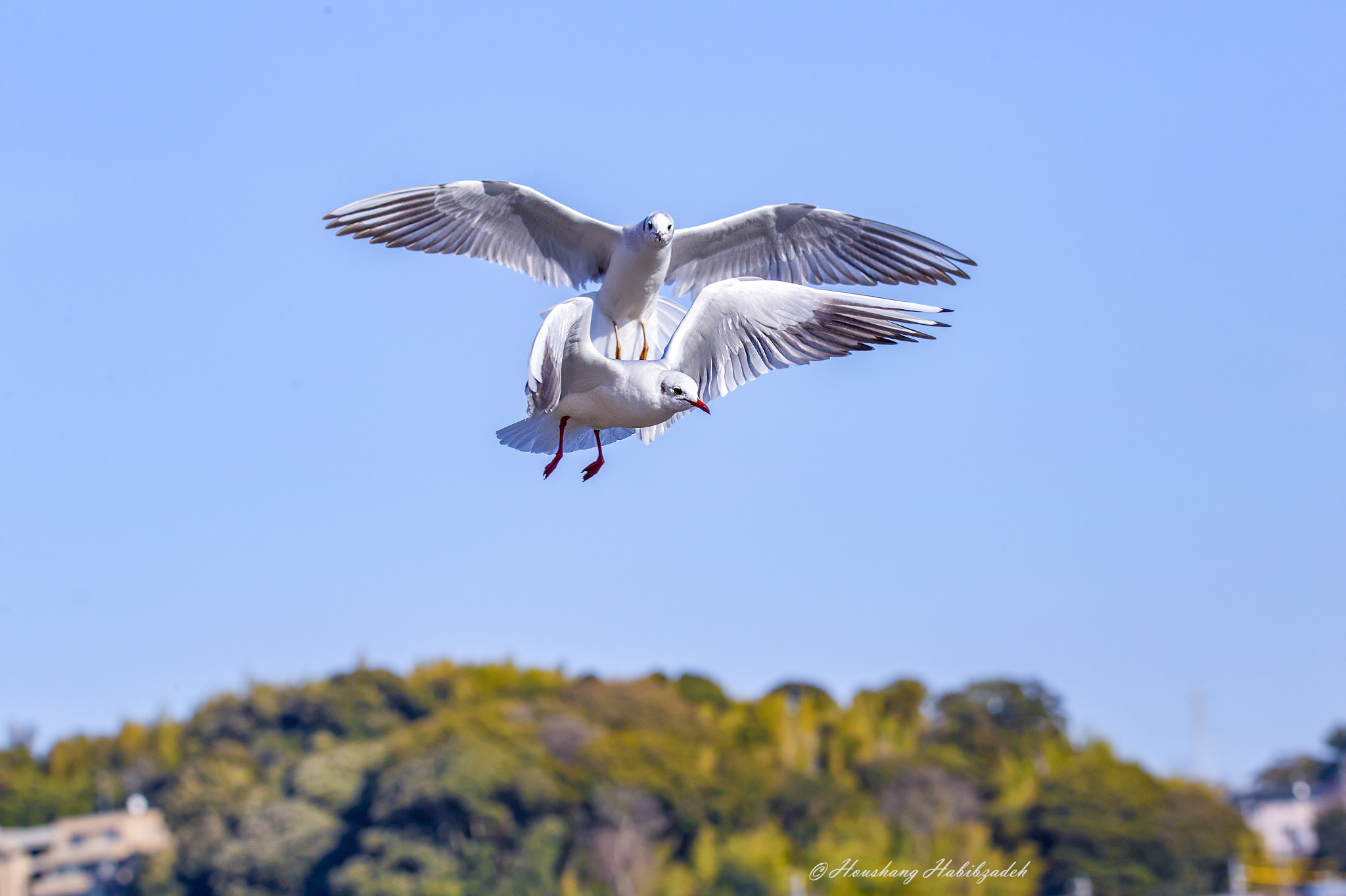 Tamron SP 150-600mm F5-6.3 Di VC USD sample photo. Aerial refueling :-) photography
