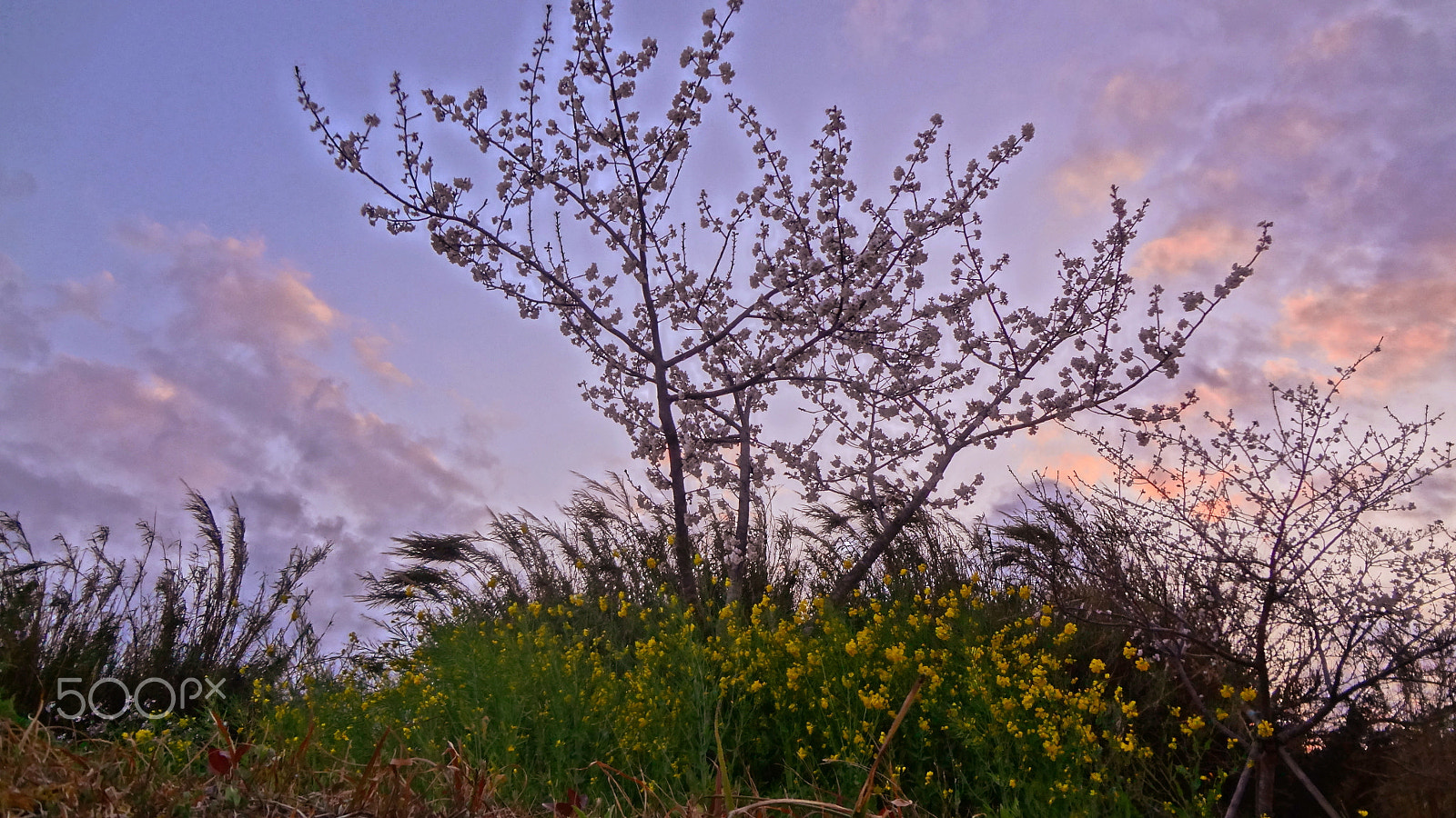 Sony Cyber-shot DSC-WX50 sample photo. Cherry blossom photography