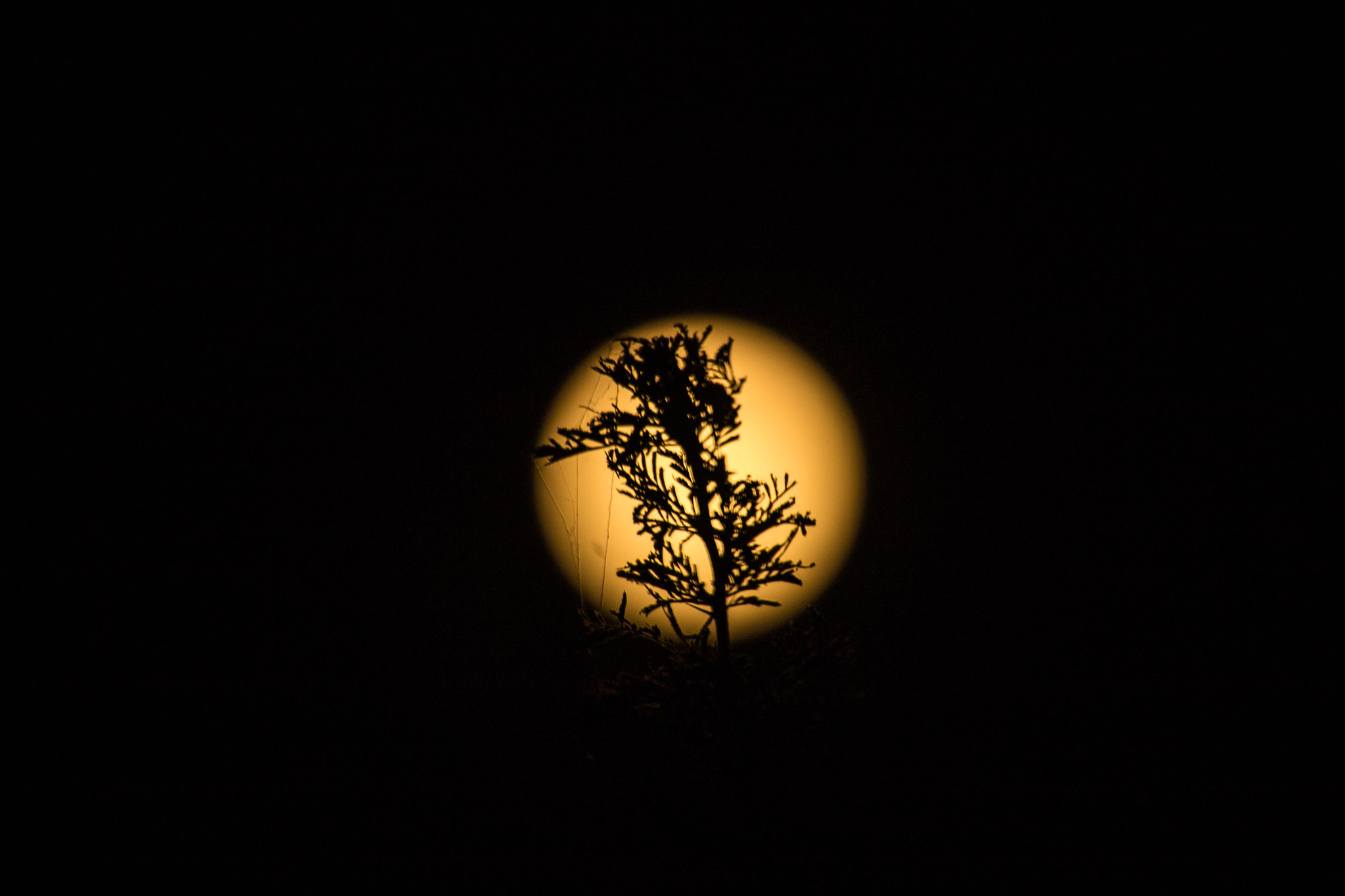 Canon EF-S 55-250mm F4-5.6 IS STM sample photo. In the dark photography