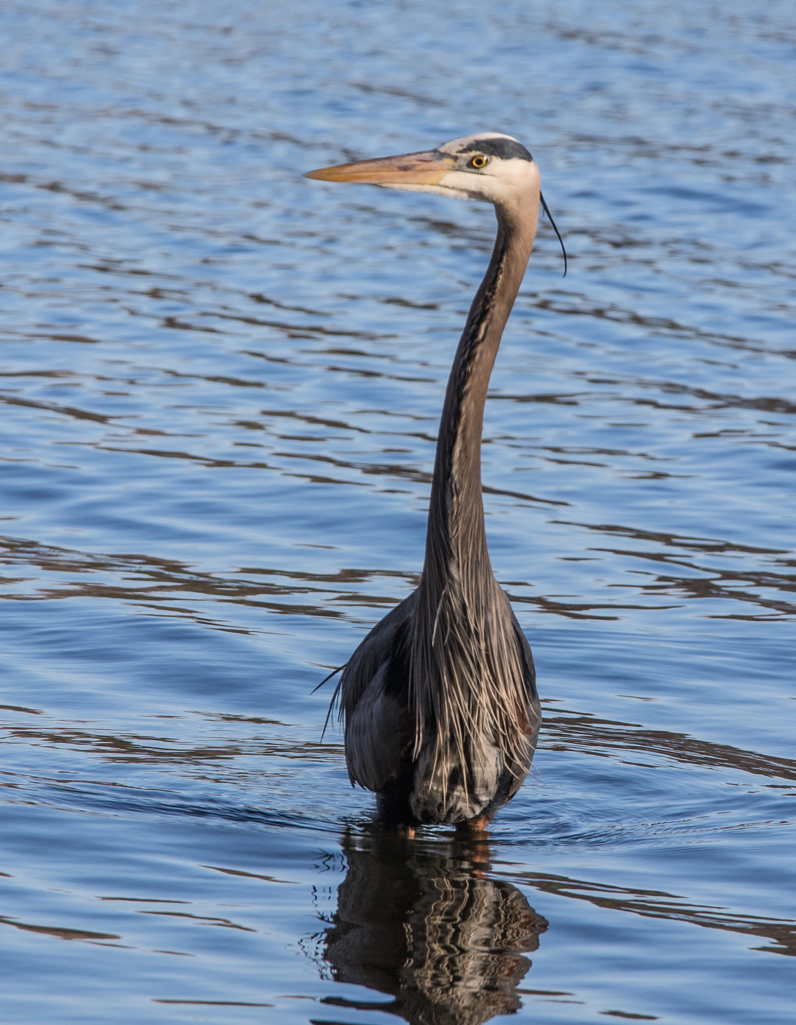 Canon EF 70-200mm F4L IS USM sample photo. Heron photography