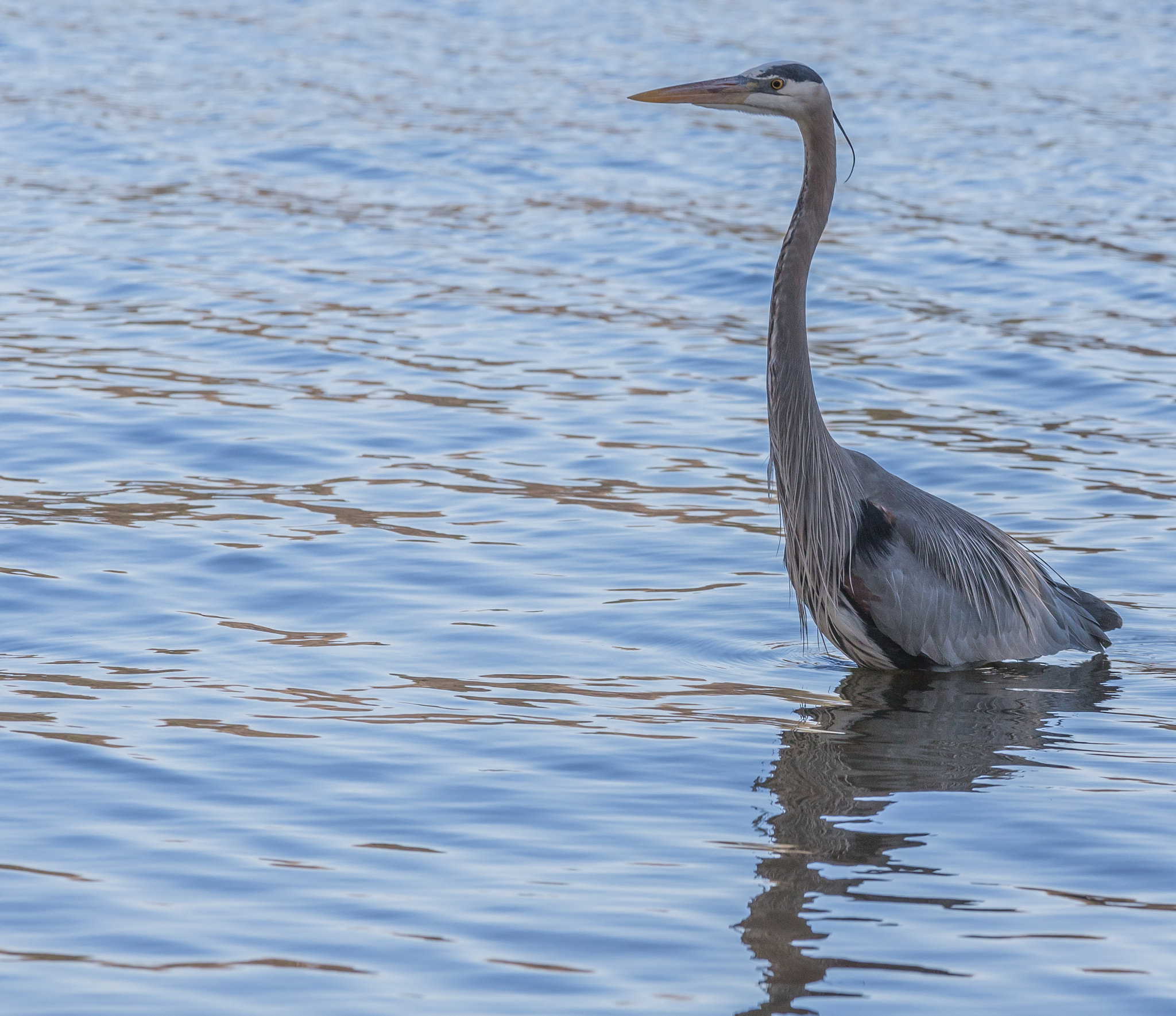 Canon EOS 7D Mark II + Canon EF 70-200mm F4L IS USM sample photo. Great blue heron photography