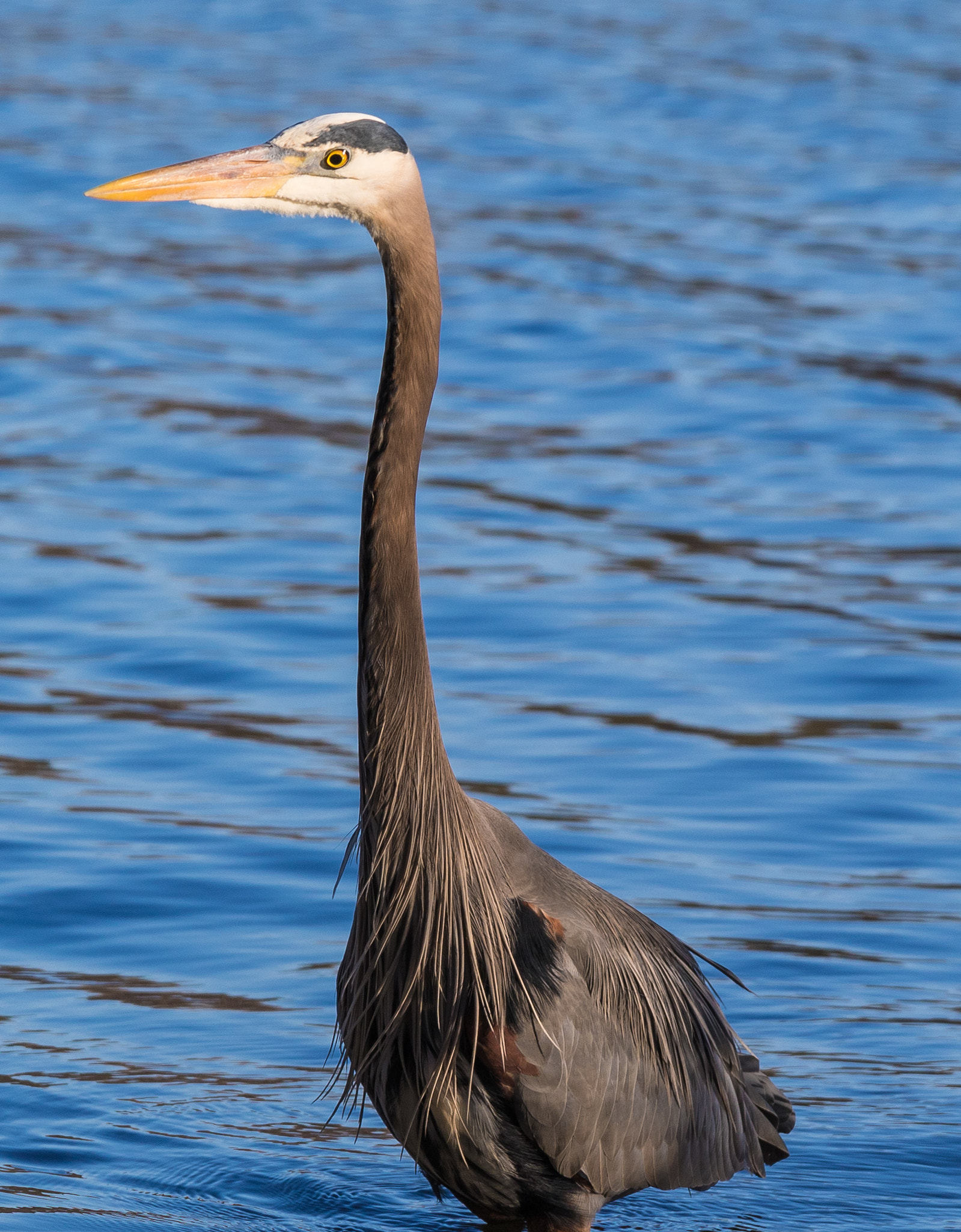 Canon EF 70-200mm F4L IS USM sample photo. Heron photography