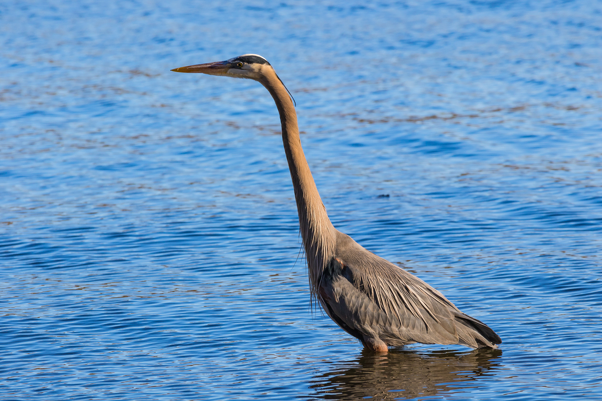 Canon EF 70-200mm F4L IS USM sample photo. Fishing photography