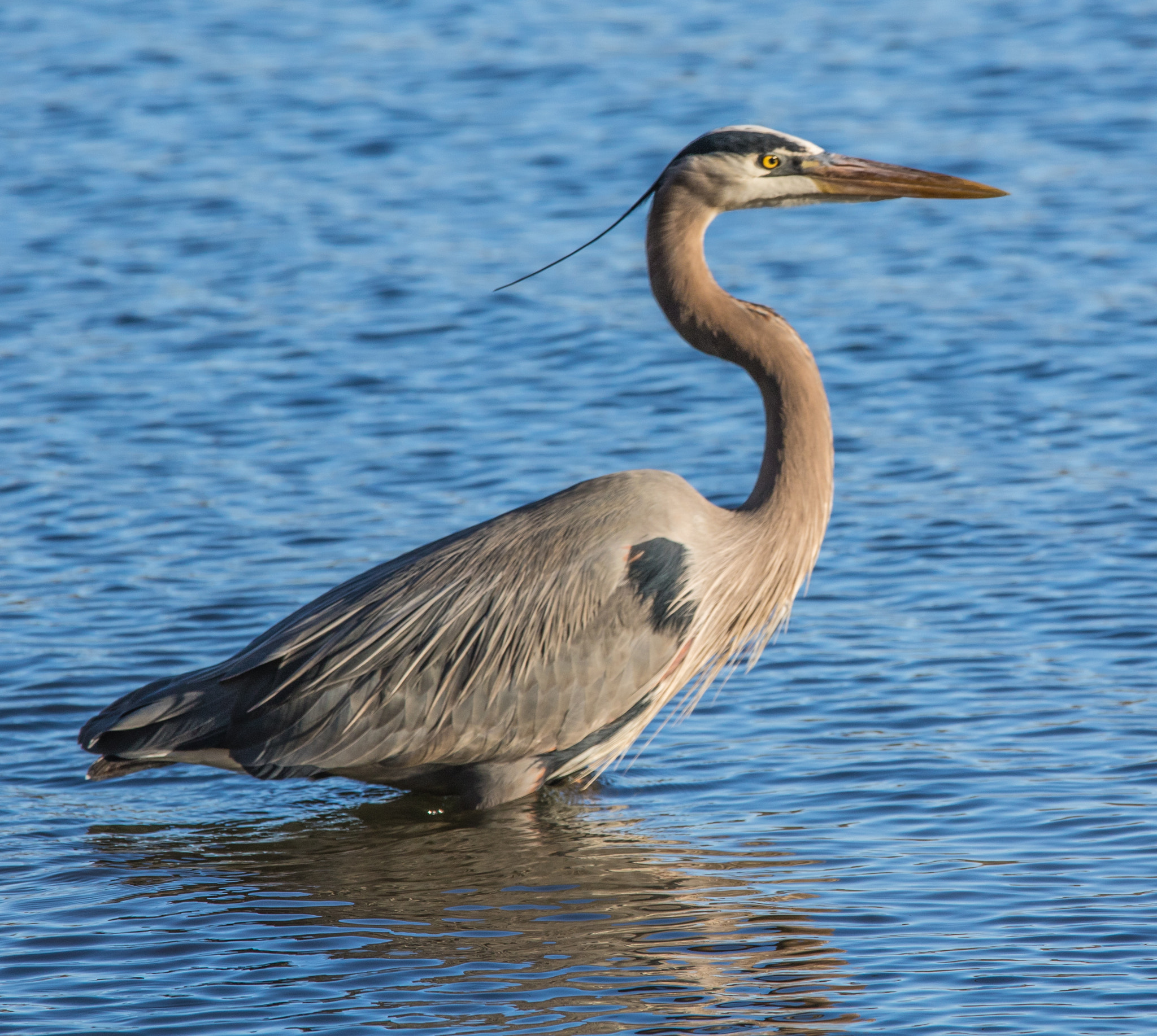 Canon EF 70-200mm F4L IS USM sample photo. Heron hanging out photography