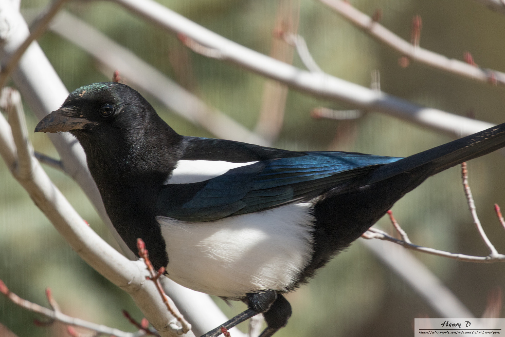 Canon EOS 7D Mark II + Canon EF 100-400mm F4.5-5.6L IS II USM sample photo. Magpie photography