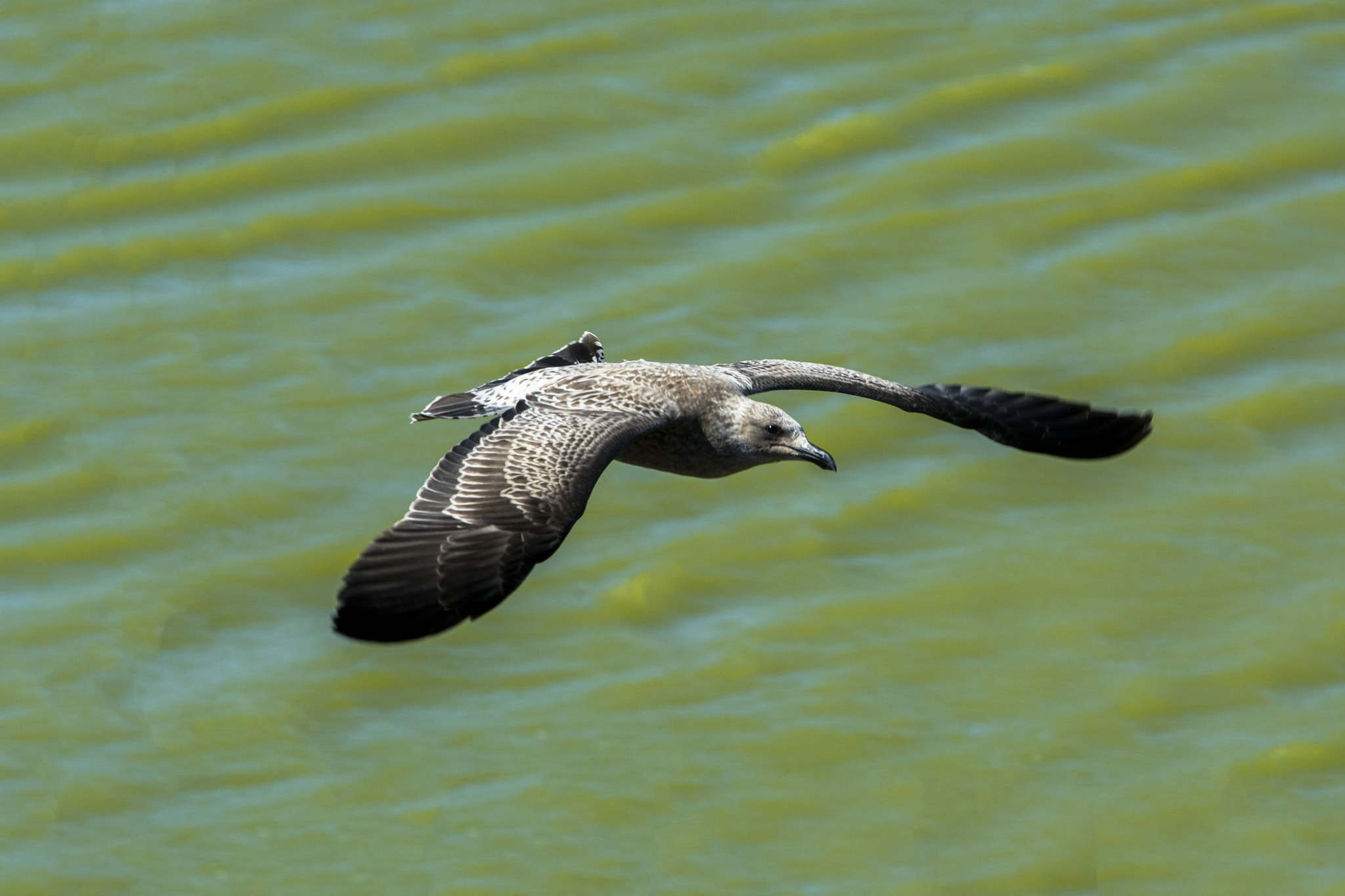AF-S Zoom-Nikkor 80-200mm f/2.8D IF-ED sample photo. Sobre volando el humedal!! photography