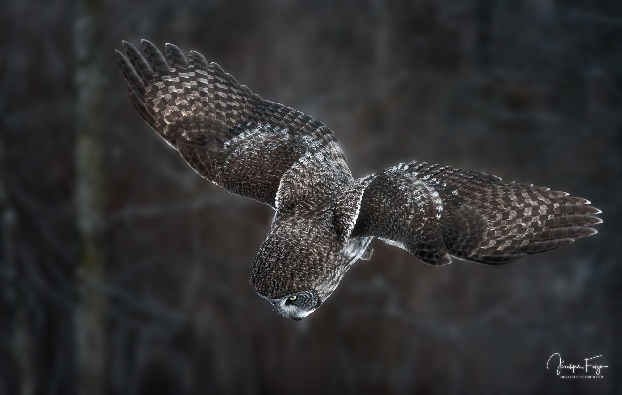 Nikon D750 sample photo. Great grey owl hunting photography