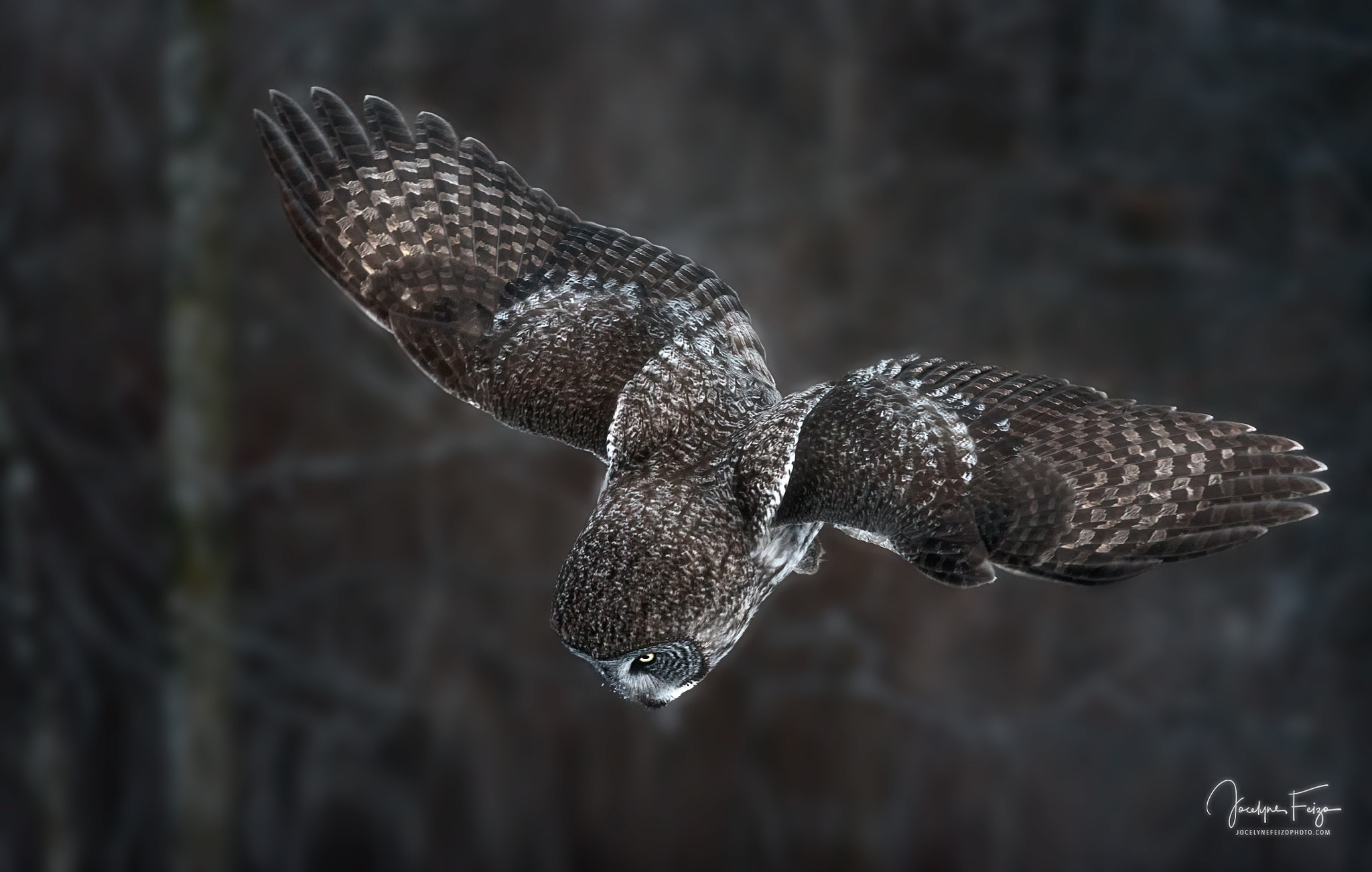 Nikon D750 + Nikon AF-S Nikkor 300mm F4D ED-IF sample photo. Great grey owl hunting photography