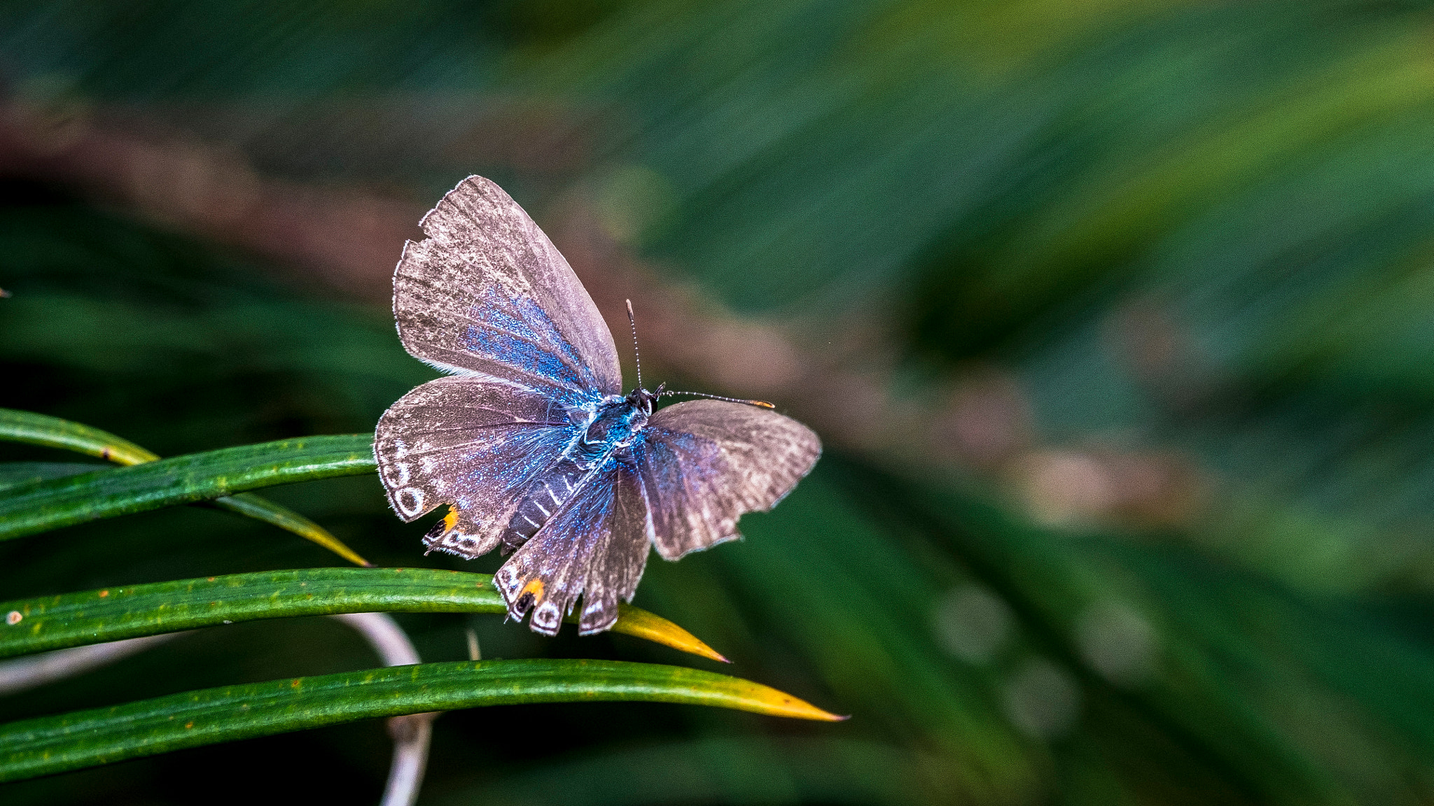 Fujifilm X-E1 + Fujifilm XF 60mm F2.4 R Macro sample photo. 蓝灰蝶 photography