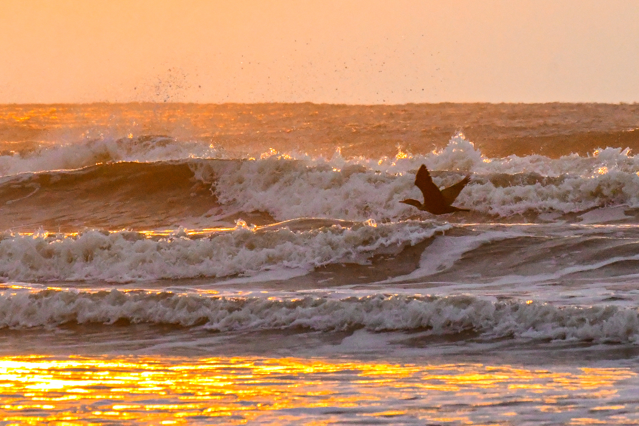 Nikon D500 sample photo. Low country flyer in gold photography