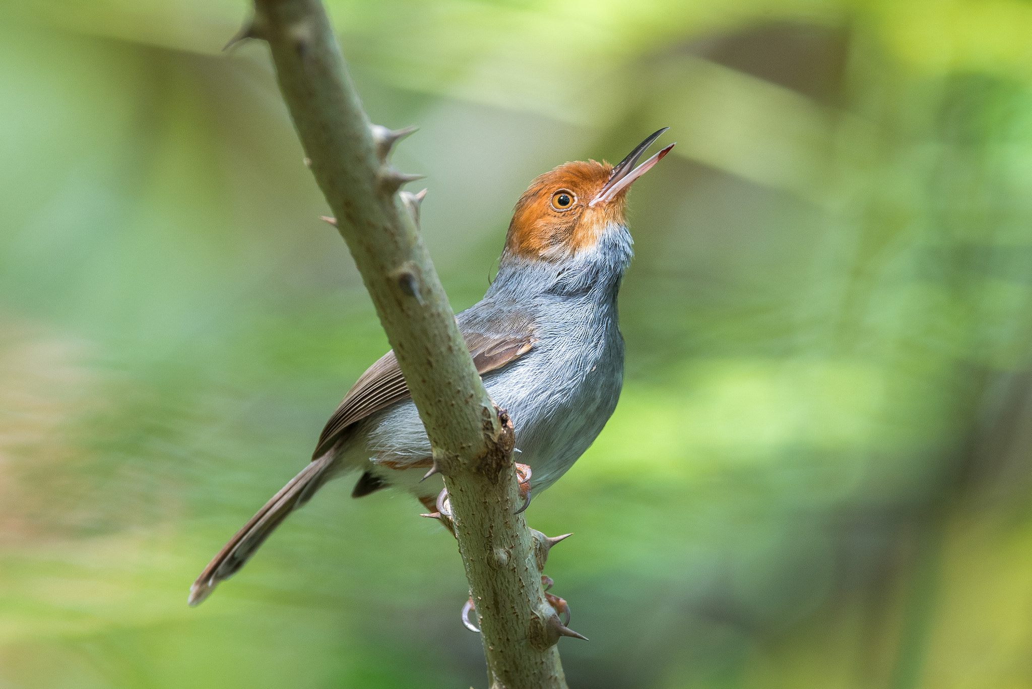 Nikon AF-S Nikkor 600mm F4E FL ED VR sample photo. Tailorbird photography