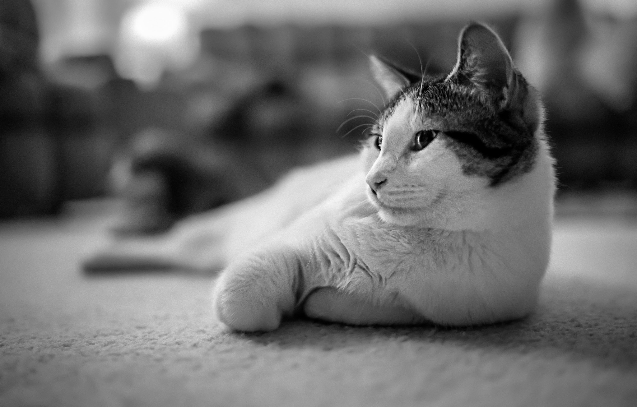 Sony a7 II + Sony Distagon T* FE 35mm F1.4 ZA sample photo. Boss photography