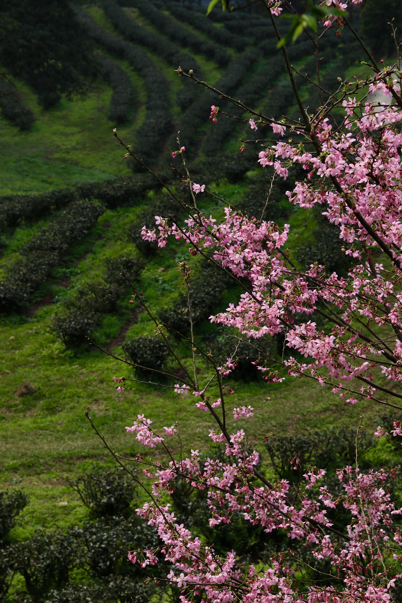 Canon EOS 7D Mark II + Canon 18-270mm sample photo. Early spring photography