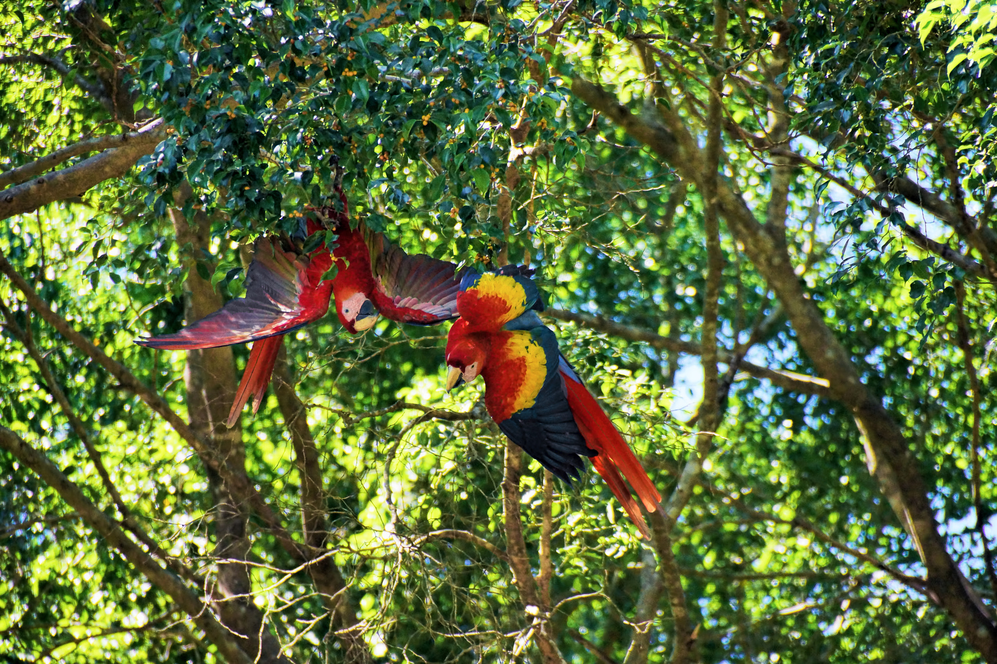 Sony DT 18-250mm F3.5-6.3 sample photo. Wild scarlet macaw (ara macao), pacific coast of costa rica photography