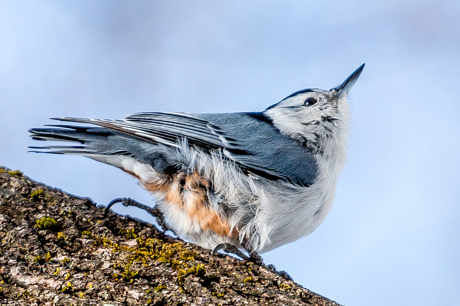 Canon EOS 70D + Canon EF 70-200mm F4L USM sample photo. The snobby nuthatch photography