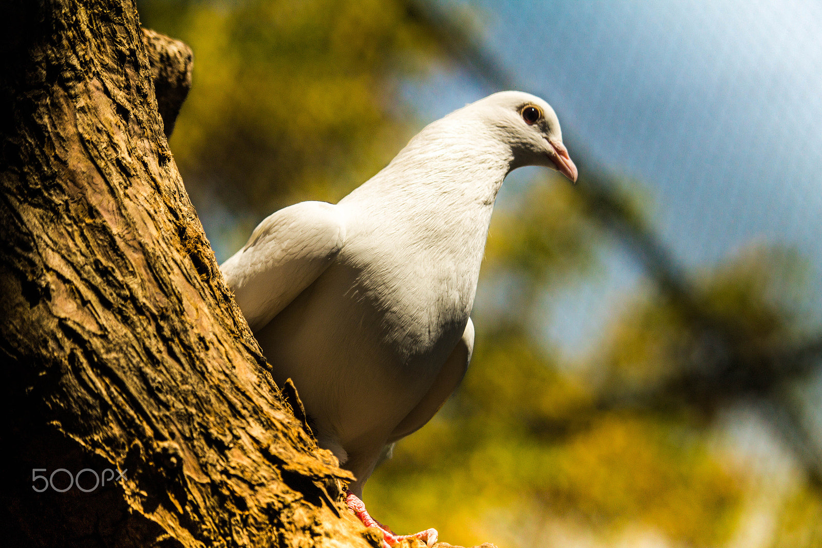 Canon EF-S 55-250mm F4-5.6 IS STM sample photo. Peace photography