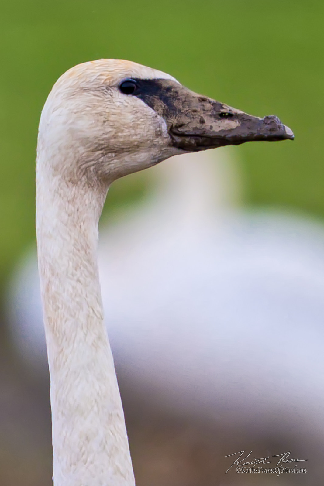 Canon EOS 7D Mark II + Canon EF 600mm F4L IS II USM sample photo. Trumpeter swans mud beak photography