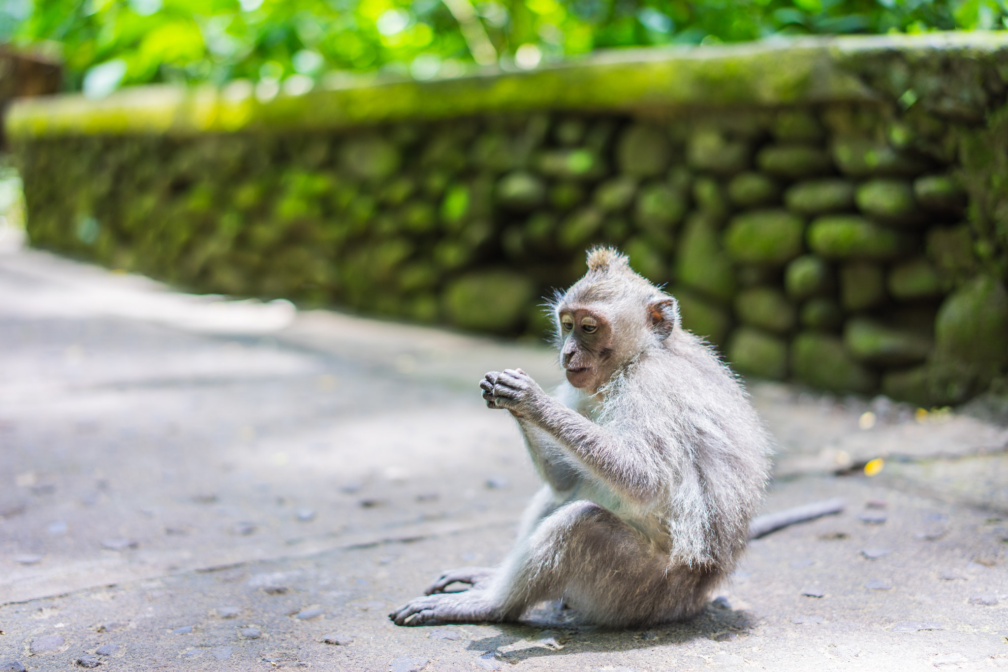 Sony a7R + Sony Sonnar T* FE 55mm F1.8 ZA sample photo. Monkeys in monkey forrest in ubud photography