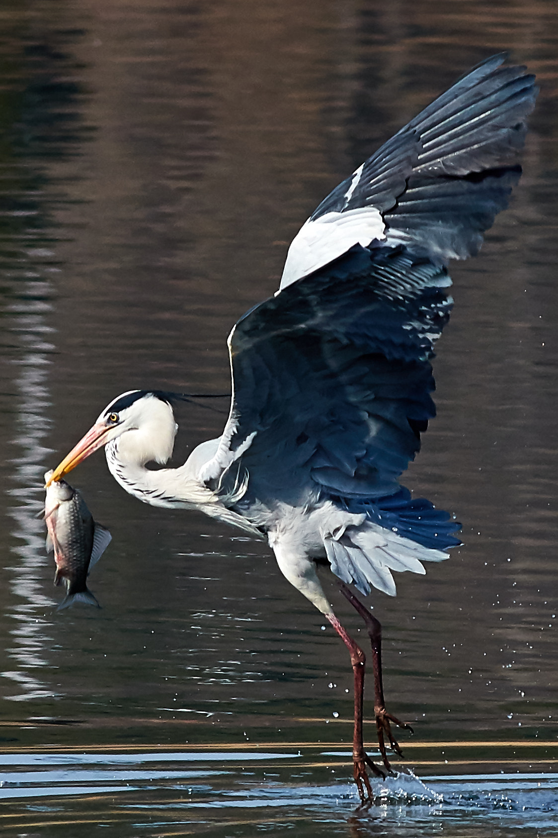 Canon EF 400mm F5.6L USM sample photo. Striking a fish photography