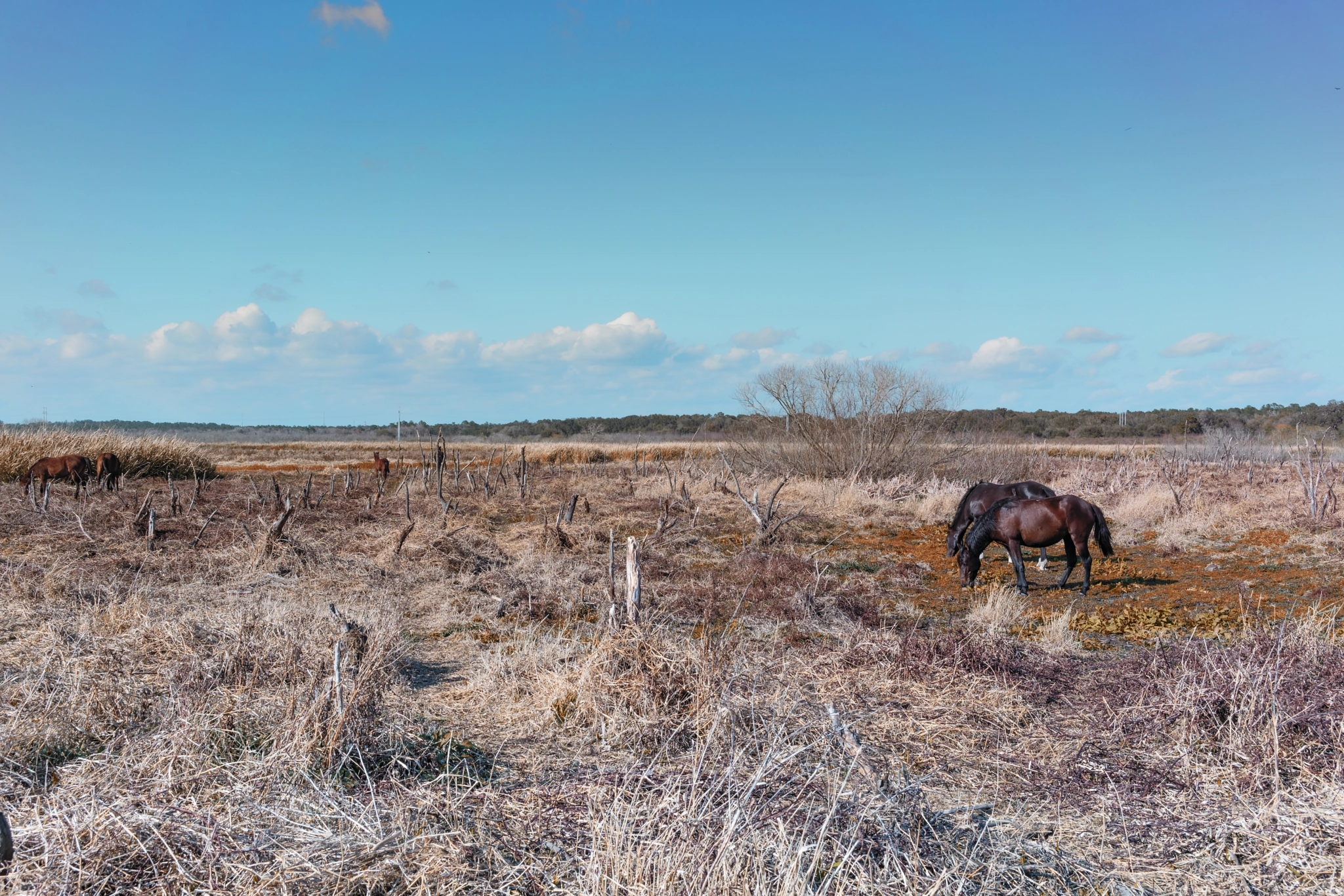 E 35mm F2 sample photo. Wild florida photography
