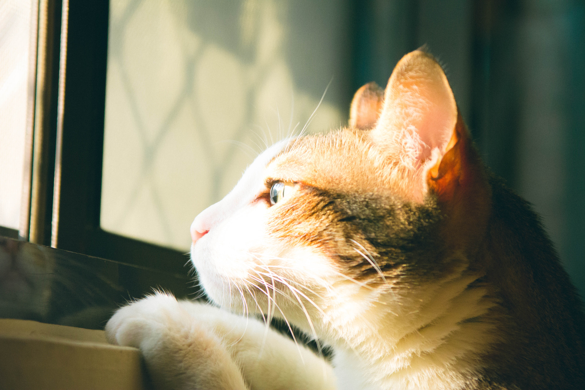 Sigma 17-70mm F2.8-4 DC Macro OS HSM sample photo. 凝視 photography