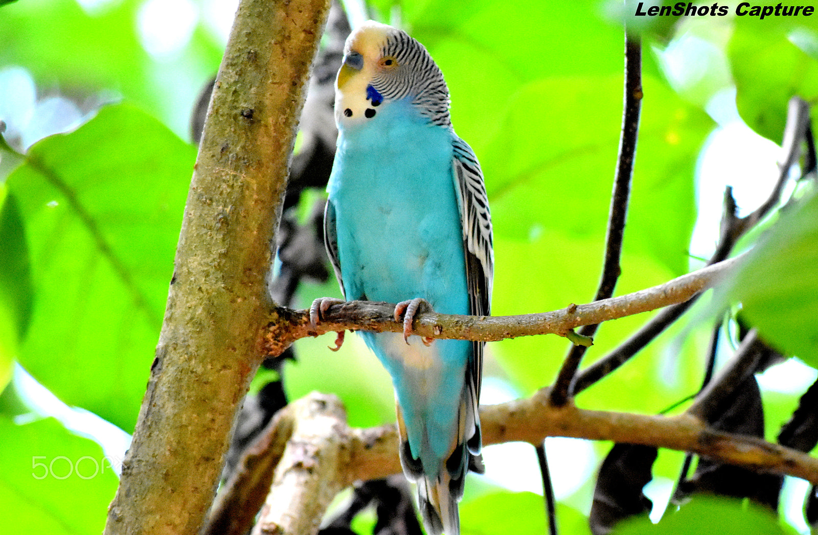Nikon D3400 sample photo. Love bird captured photography