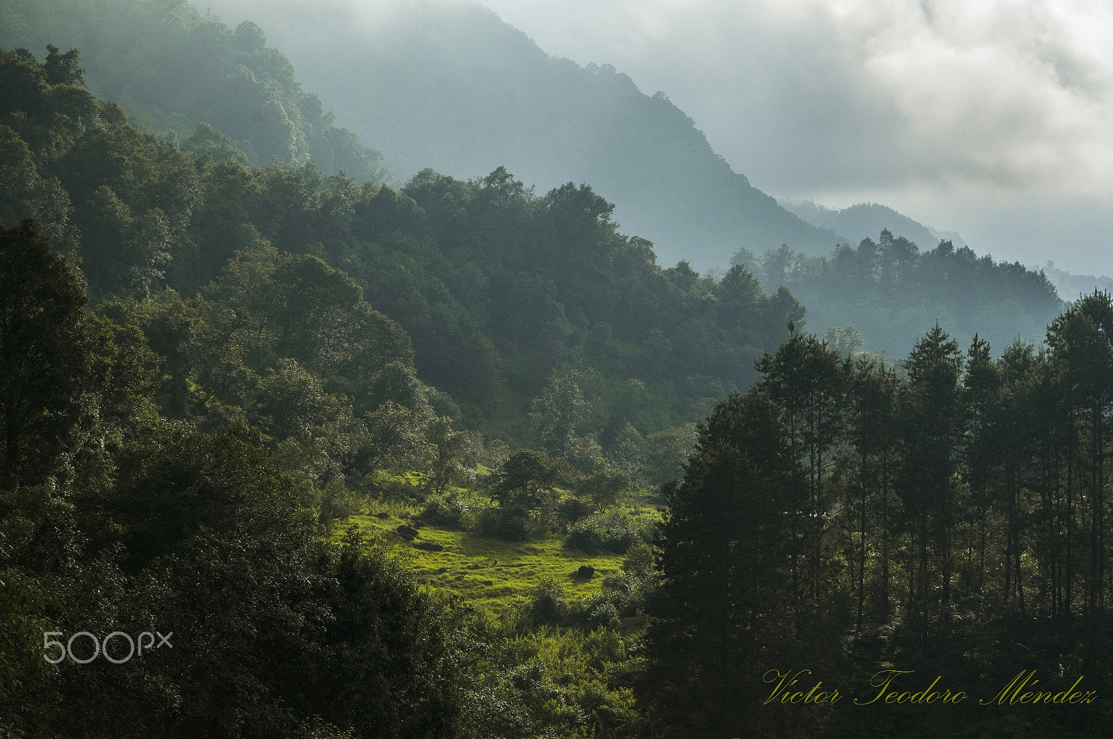 Nikon D300 sample photo. Bosque mesófilo de montaña photography