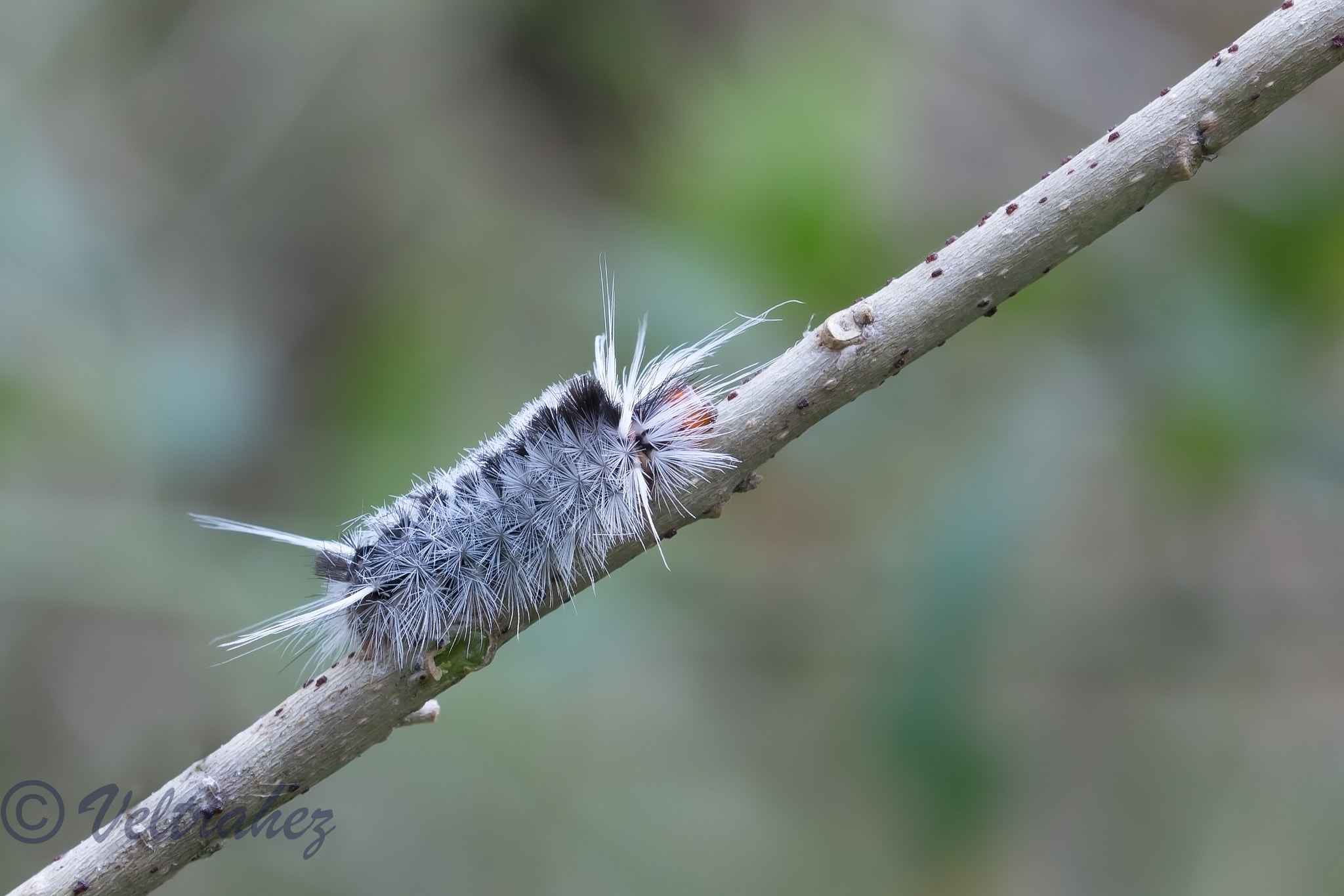 Sigma 105mm F2.8 EX DG OS HSM sample photo. Editar photography