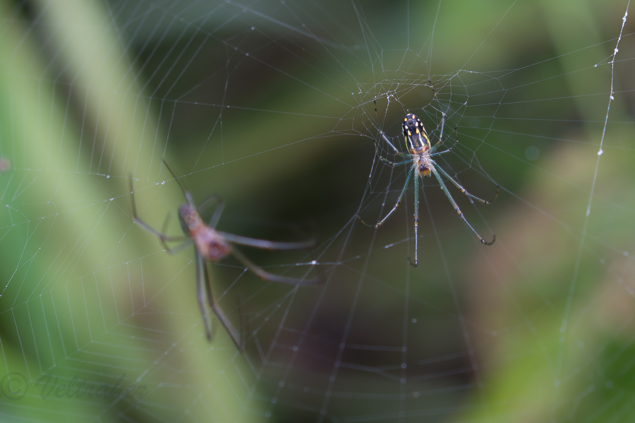 Sigma 105mm F2.8 EX DG OS HSM sample photo. Spider photography