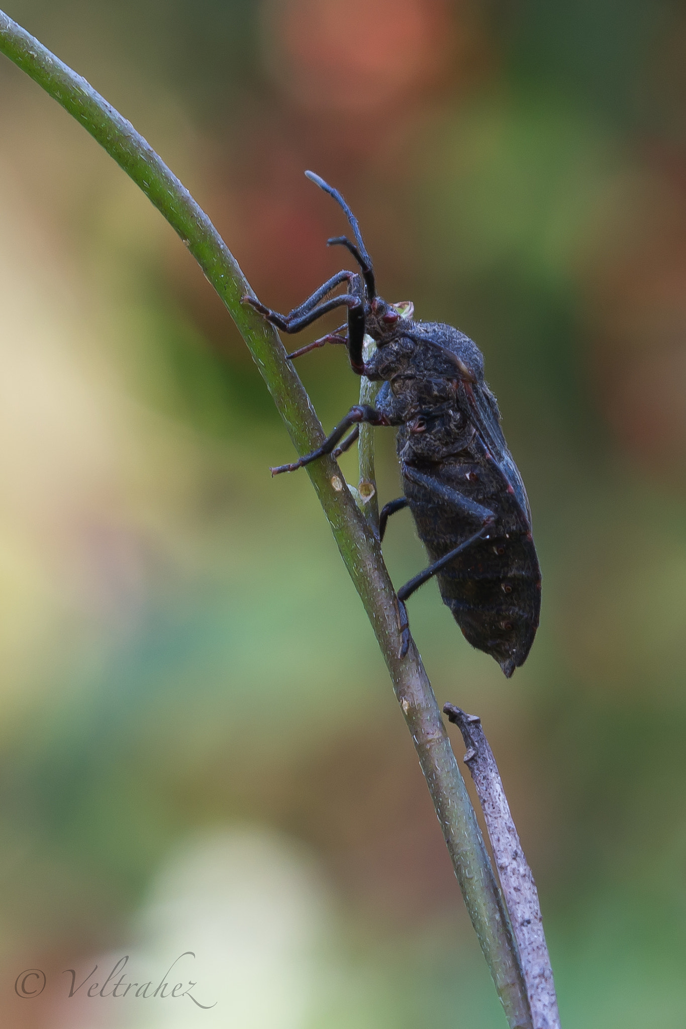 Sigma 105mm F2.8 EX DG OS HSM sample photo. Dsc photography