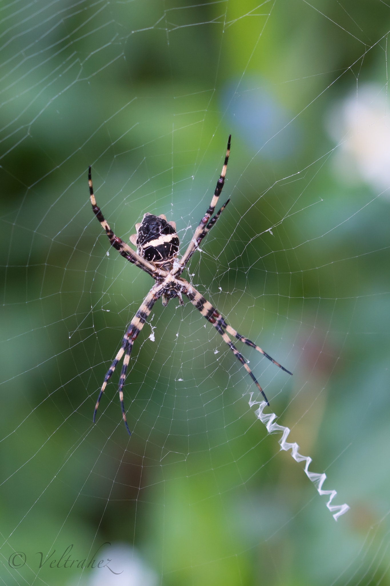 Nikon D7100 + Sigma 105mm F2.8 EX DG OS HSM sample photo. Dsc photography