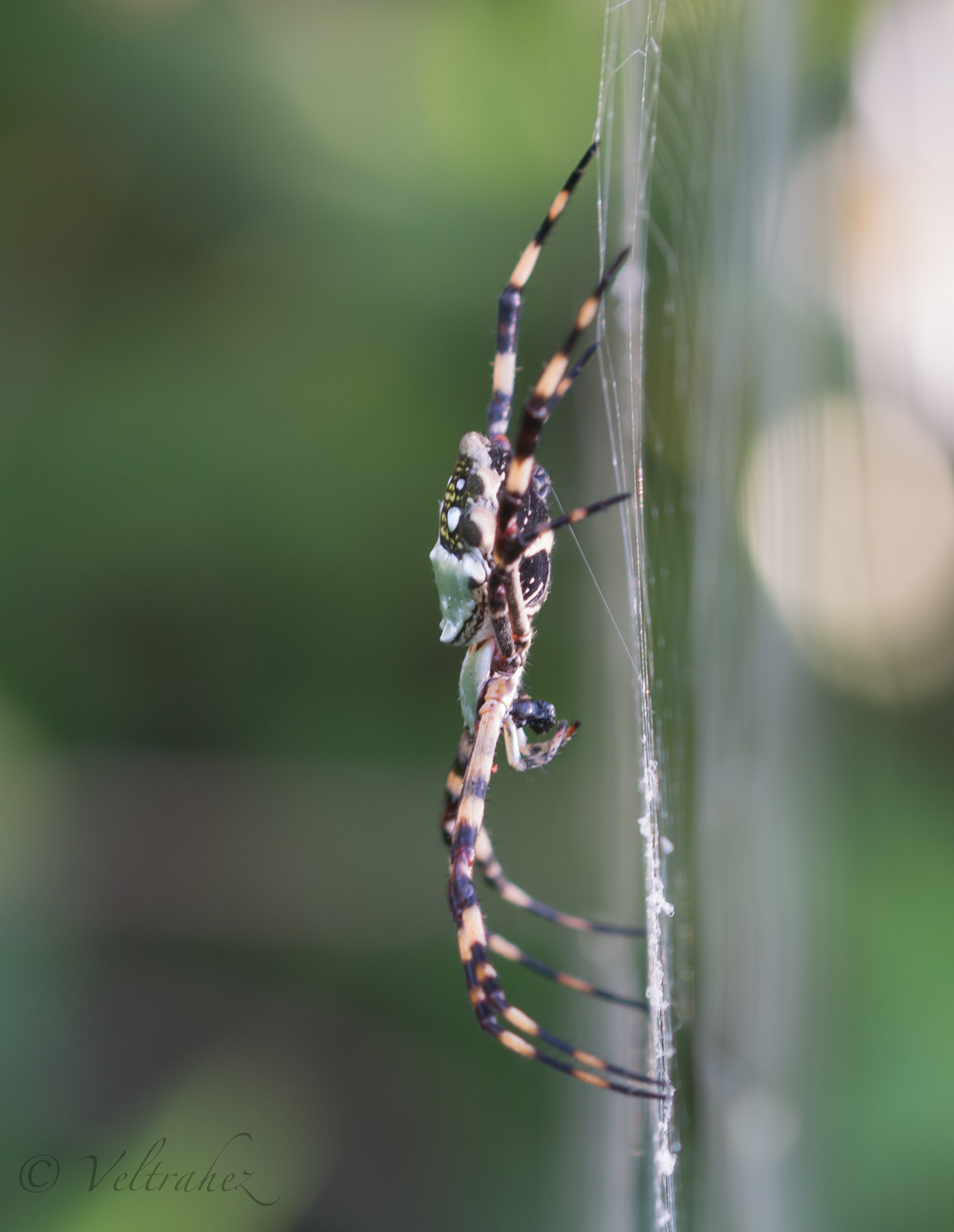 Sigma 105mm F2.8 EX DG OS HSM sample photo. Dsc photography