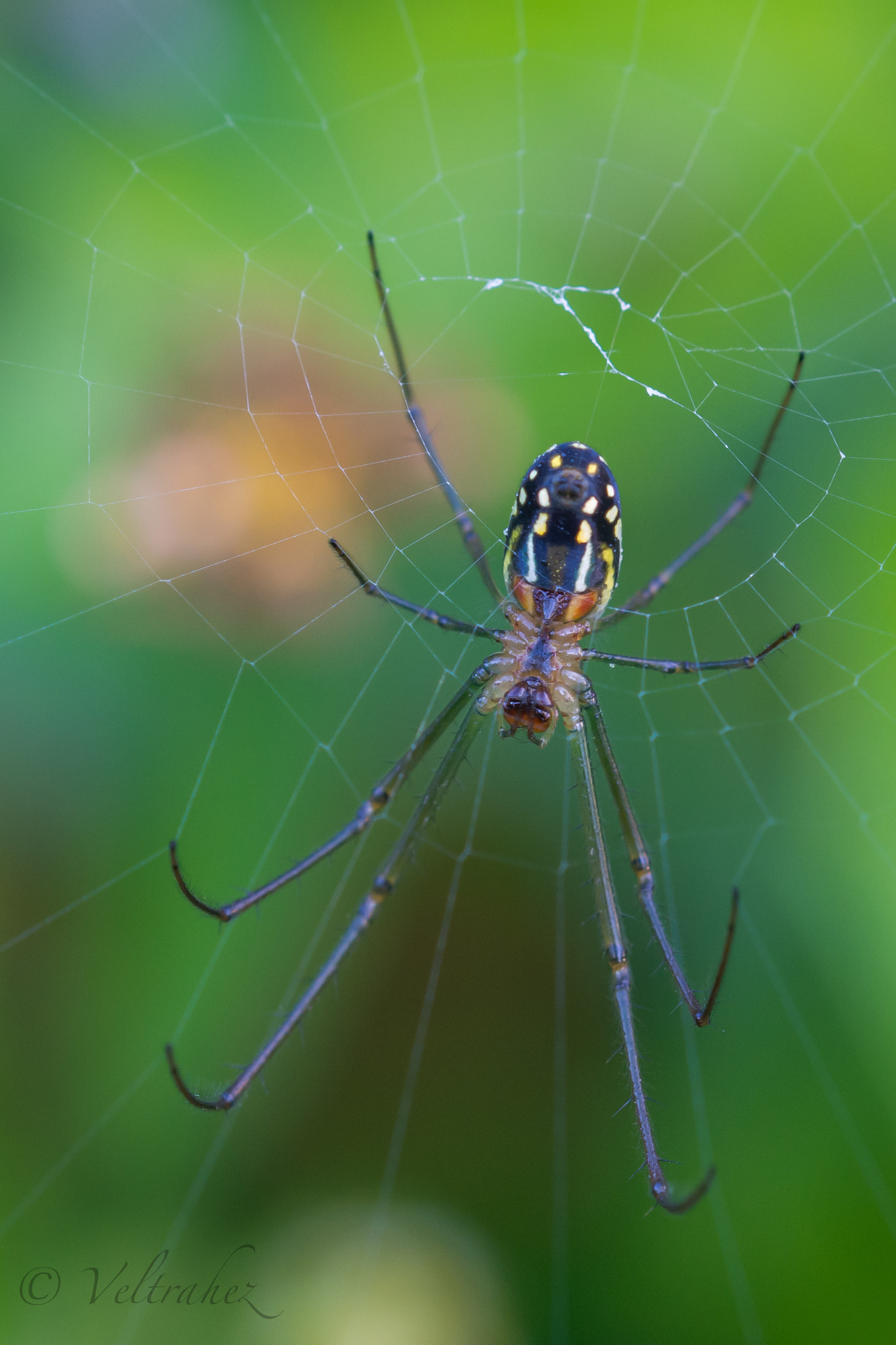 Sigma 105mm F2.8 EX DG OS HSM sample photo. Dsc photography