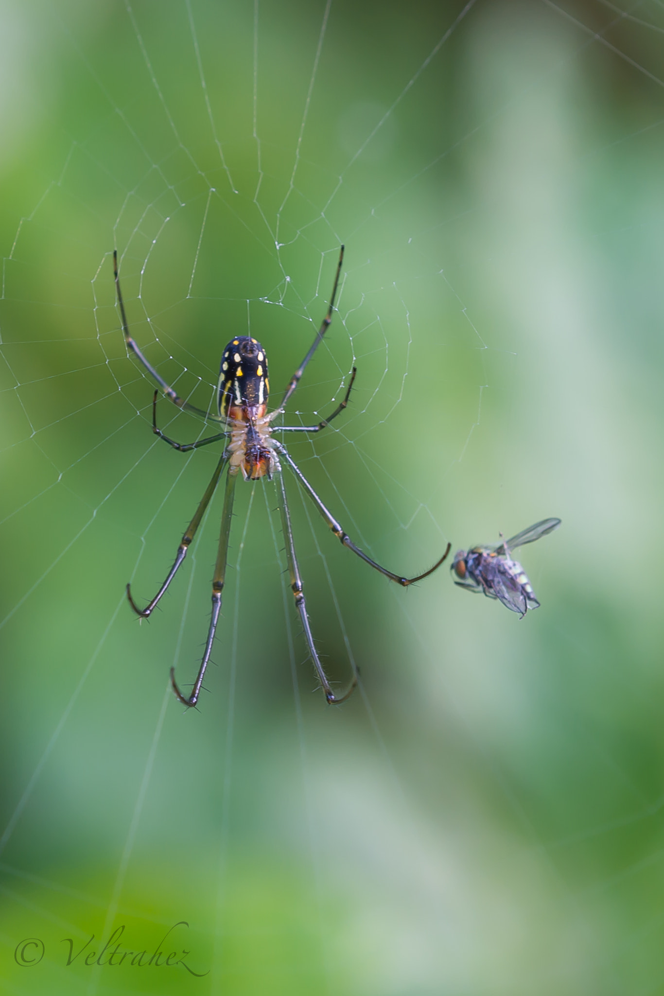 Sigma 105mm F2.8 EX DG OS HSM sample photo. Dsc photography