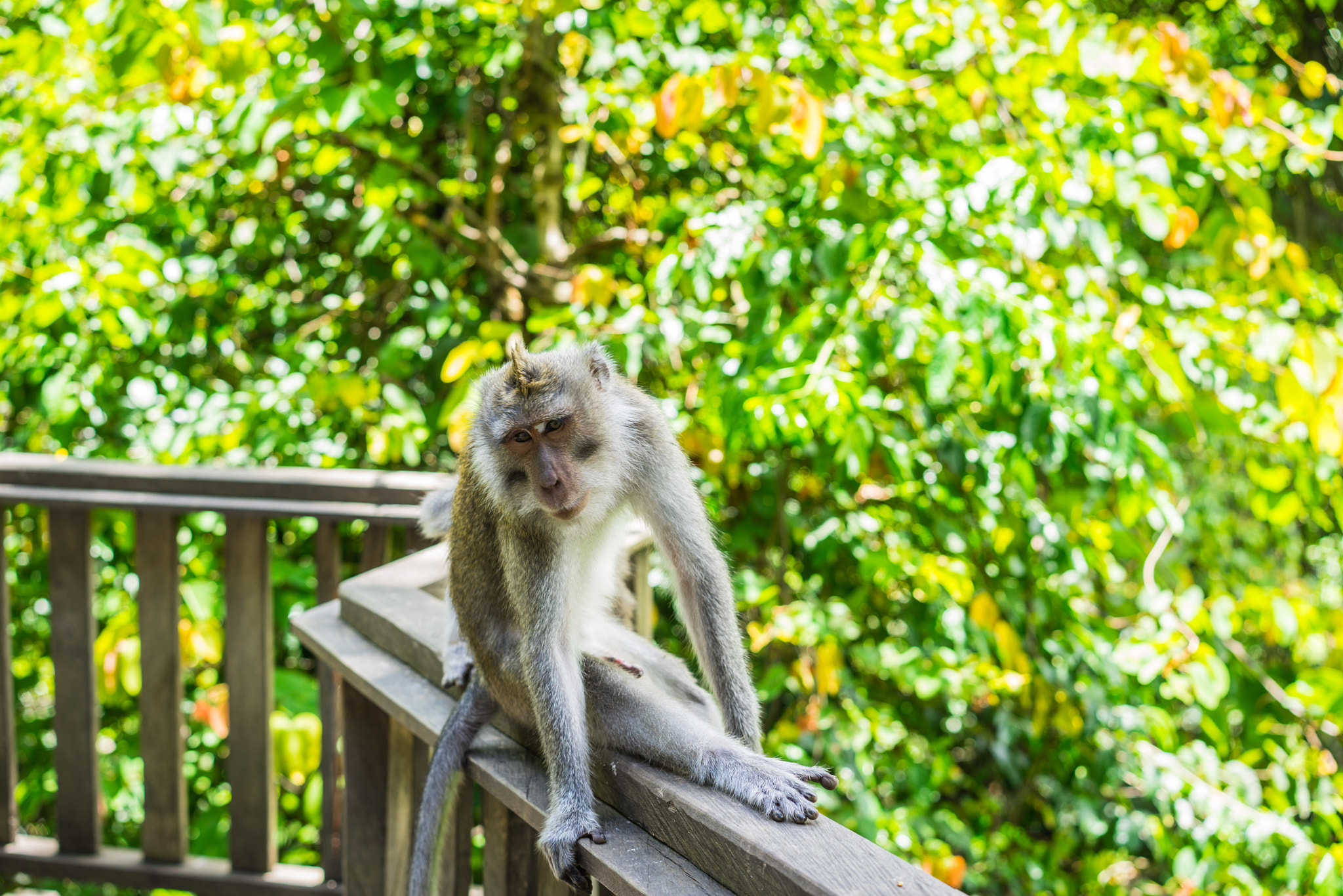 Sony a7R + Sony Sonnar T* FE 55mm F1.8 ZA sample photo. Monkeys in monkey forrest in ubud photography