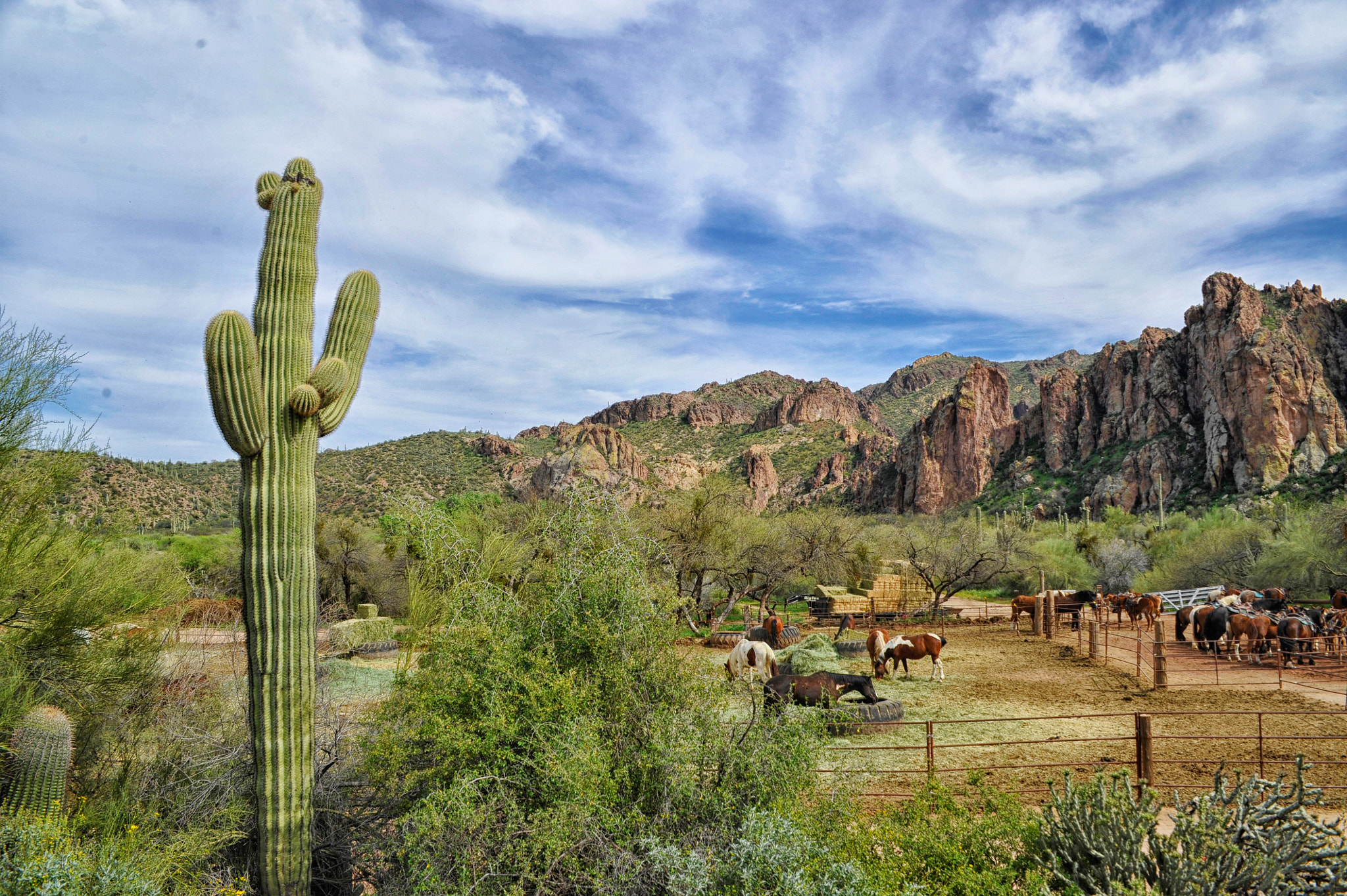 Nikon D700 + AF Zoom-Nikkor 28-85mm f/3.5-4.5 sample photo. Desert spring in arizona photography