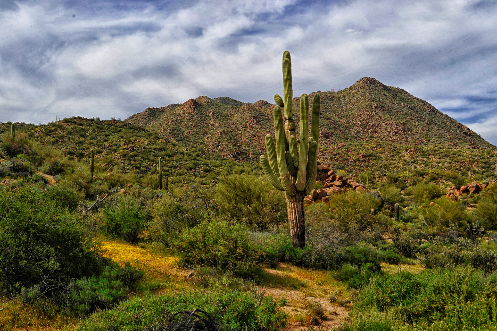 Nikon D700 + AF Zoom-Nikkor 28-85mm f/3.5-4.5 sample photo. Desert spring in arizona photography