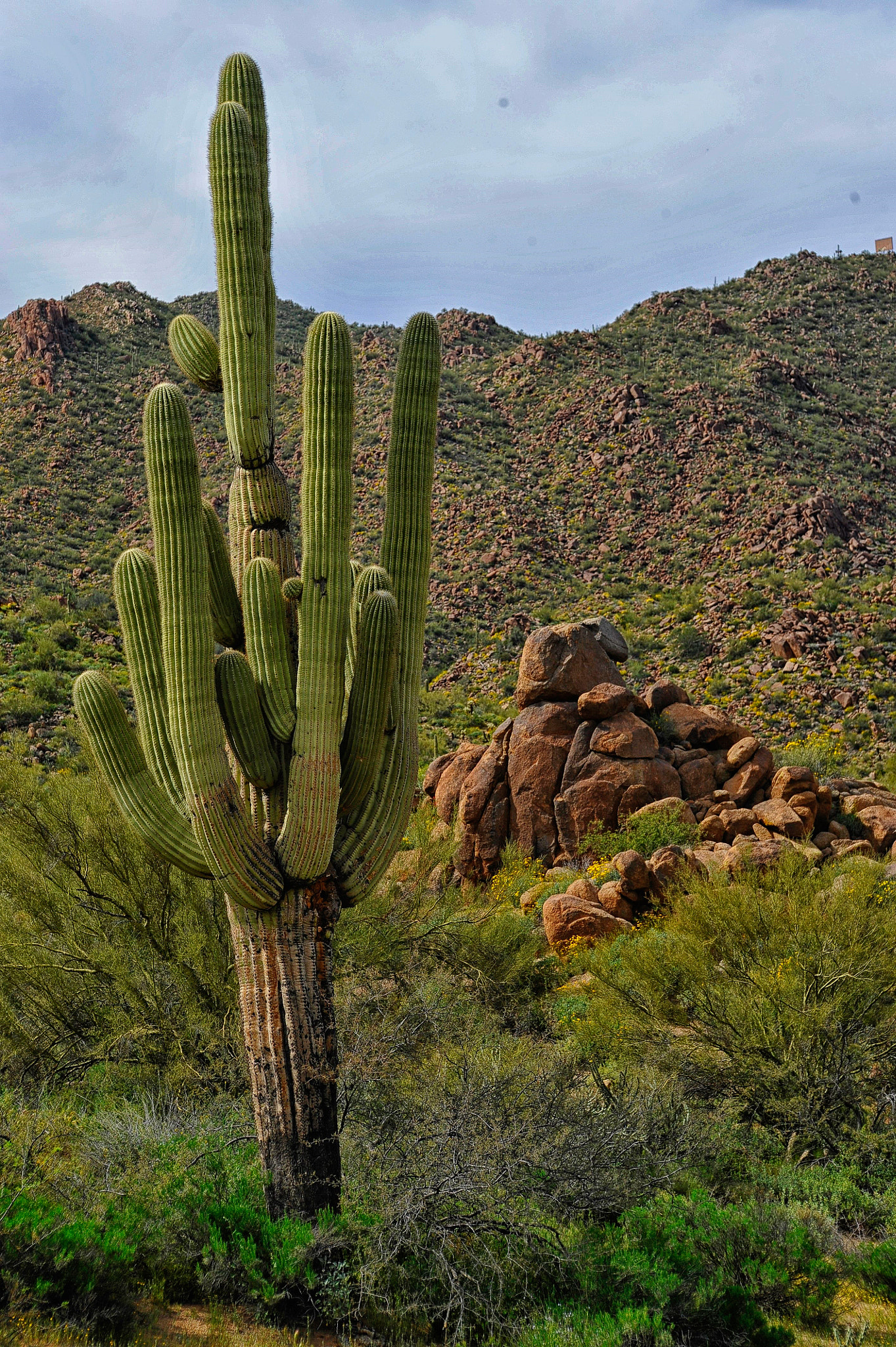 AF Zoom-Nikkor 28-85mm f/3.5-4.5 sample photo. Desert spring in arizona photography