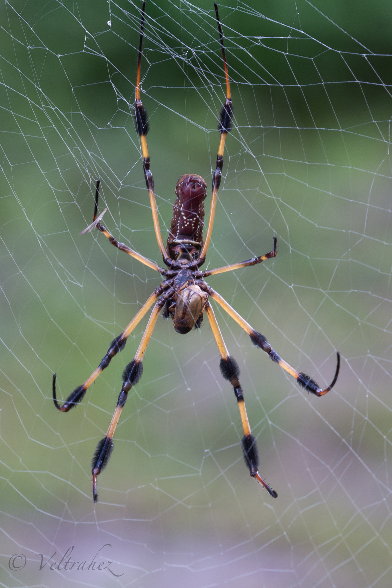 Nikon D7100 + Sigma 105mm F2.8 EX DG OS HSM sample photo. Dsc photography