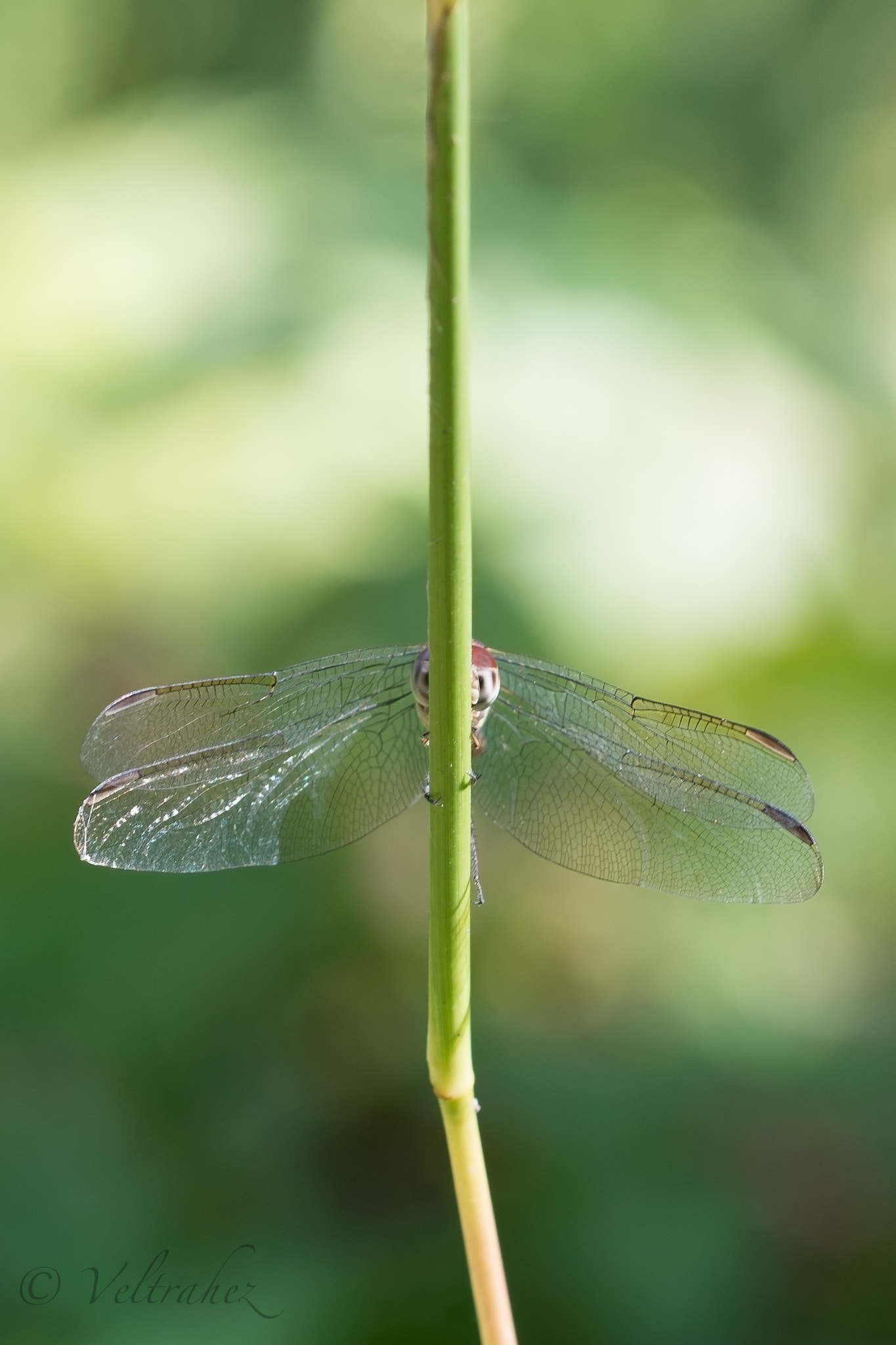 Sigma 105mm F2.8 EX DG OS HSM sample photo. Dsc photography