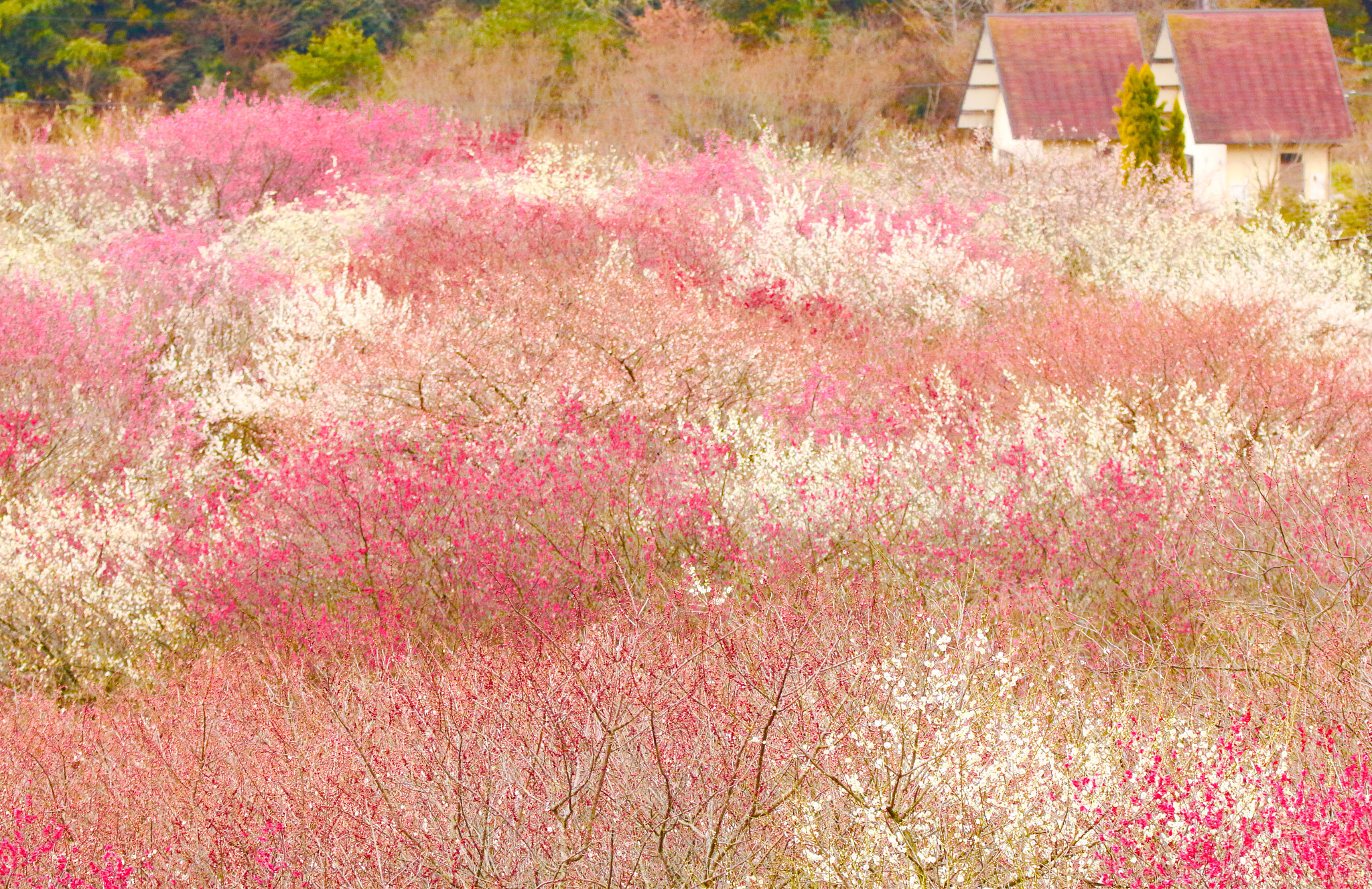 Sigma 150mm f/2.8 EX DG OS HSM APO Macro sample photo. Ume♡ume♡ume♡ photography