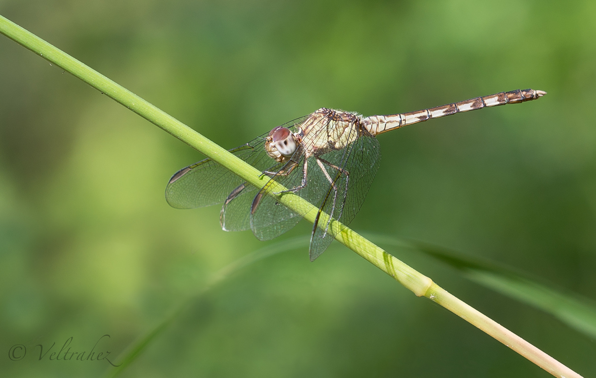 Sigma 105mm F2.8 EX DG OS HSM sample photo. Dsc photography