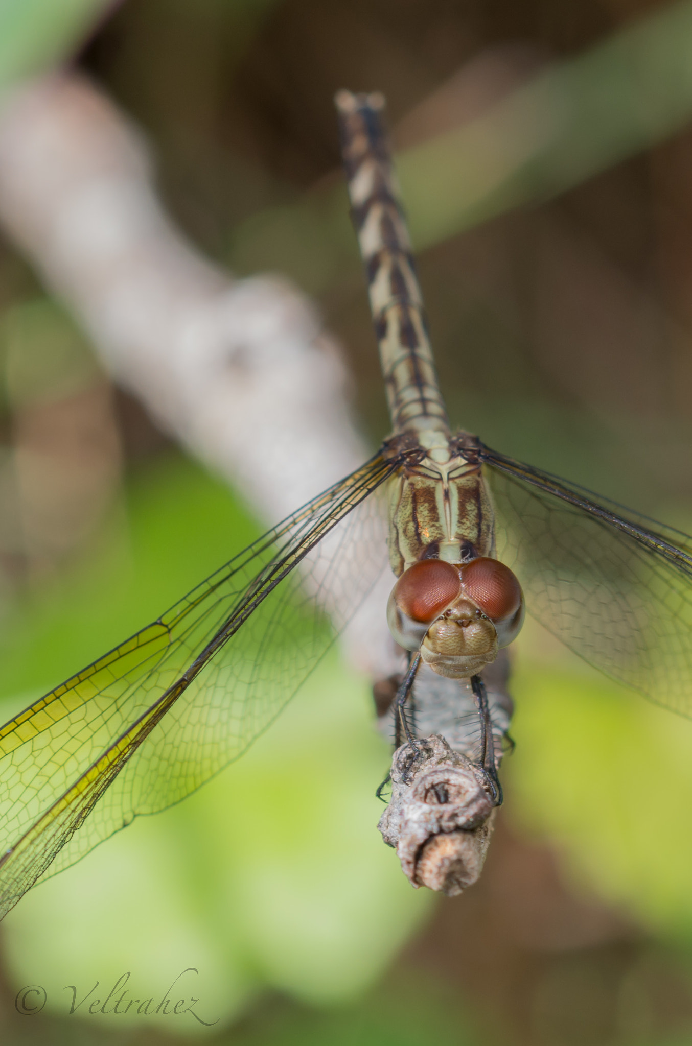 Sigma 105mm F2.8 EX DG OS HSM sample photo. Dsc photography