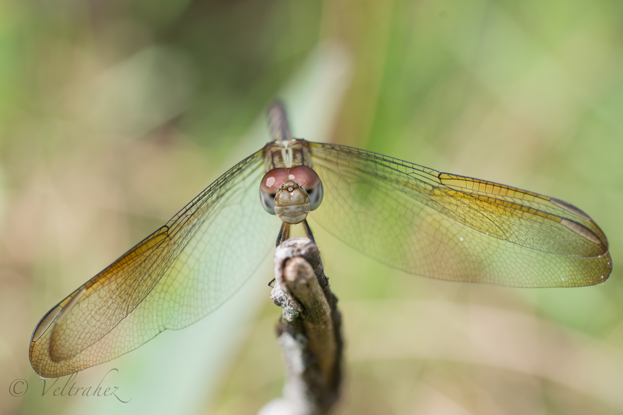 Sigma 105mm F2.8 EX DG OS HSM sample photo. Dsc photography