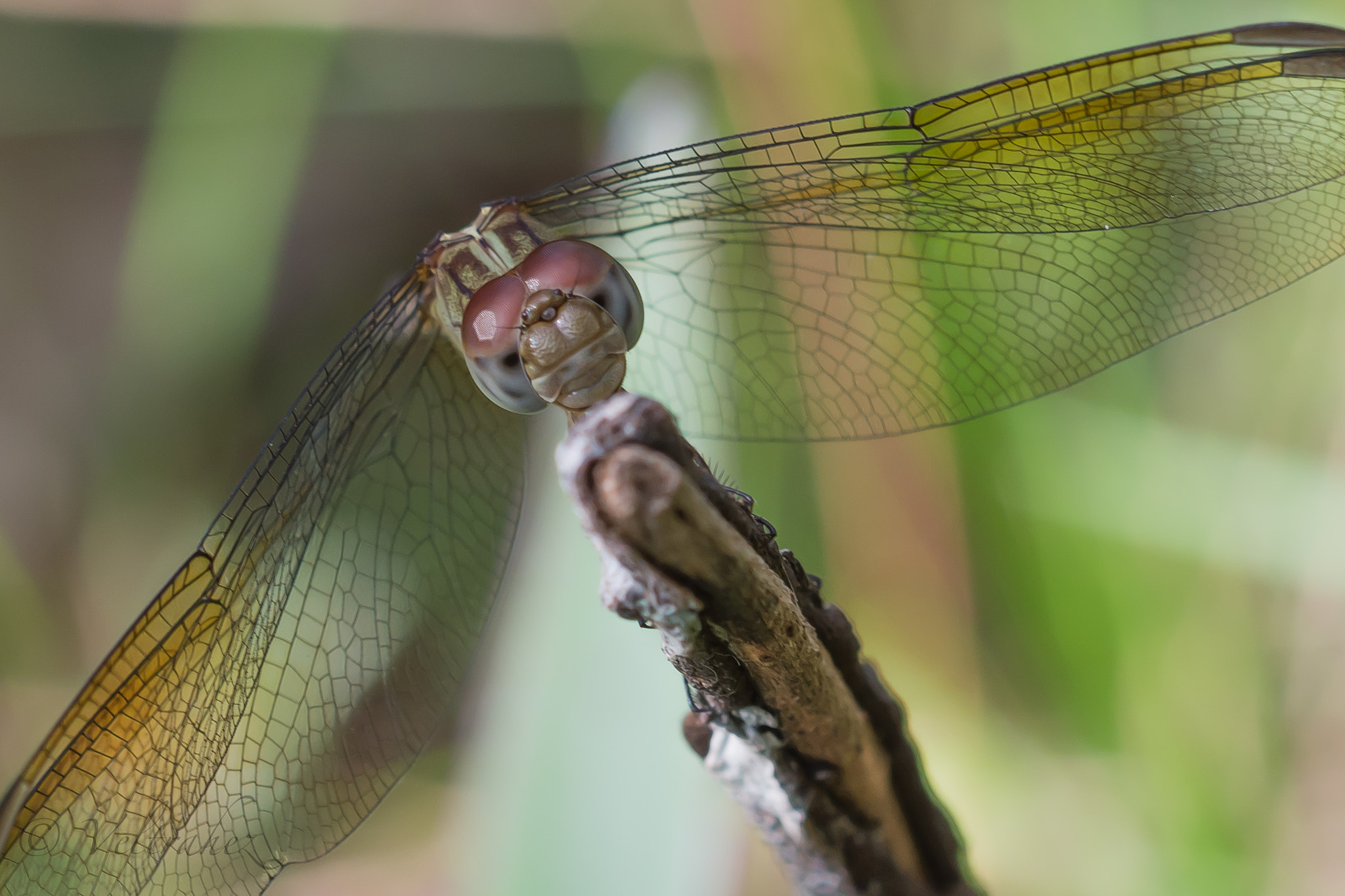 Sigma 105mm F2.8 EX DG OS HSM sample photo. Dsc photography