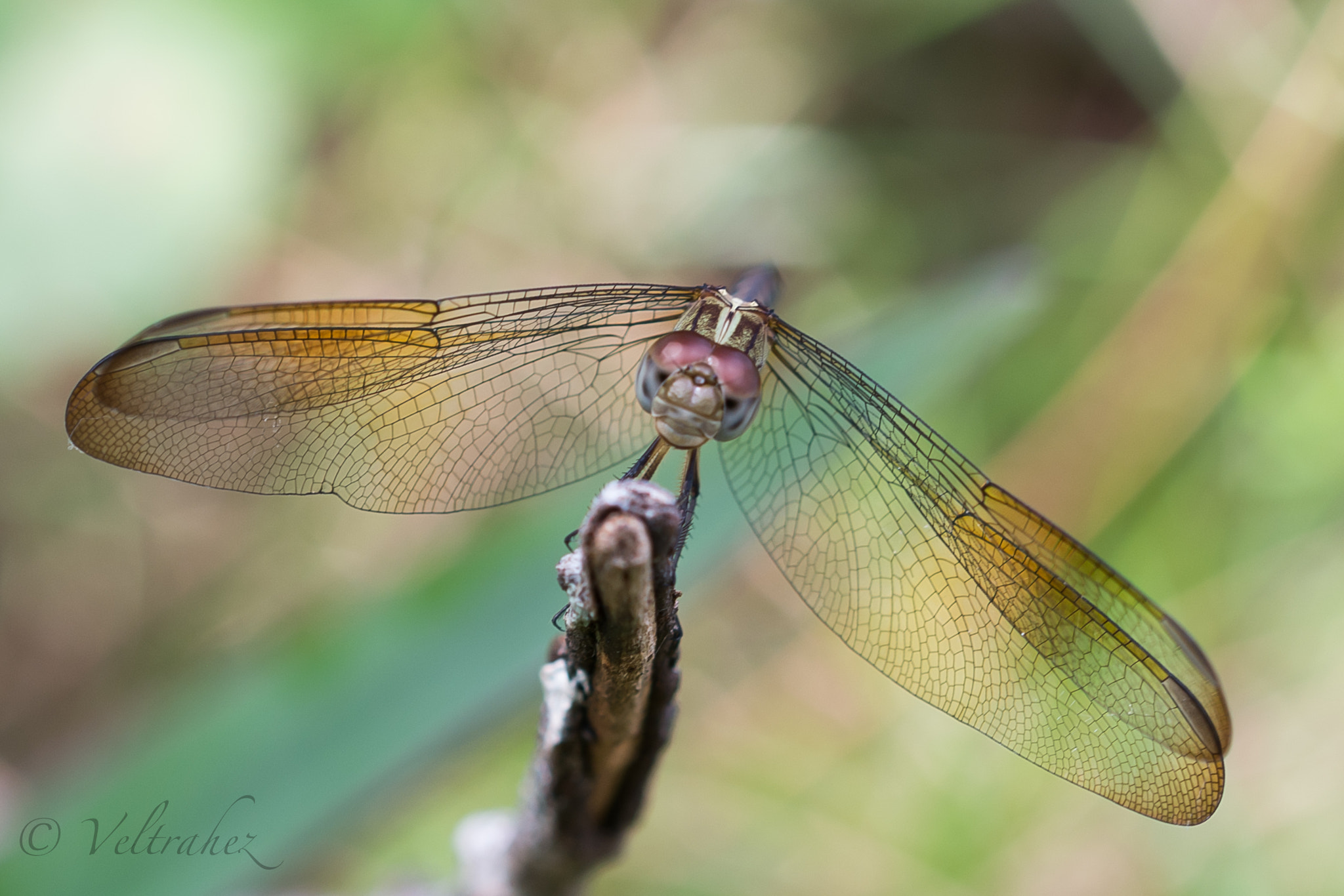 Sigma 105mm F2.8 EX DG OS HSM sample photo. Dsc photography