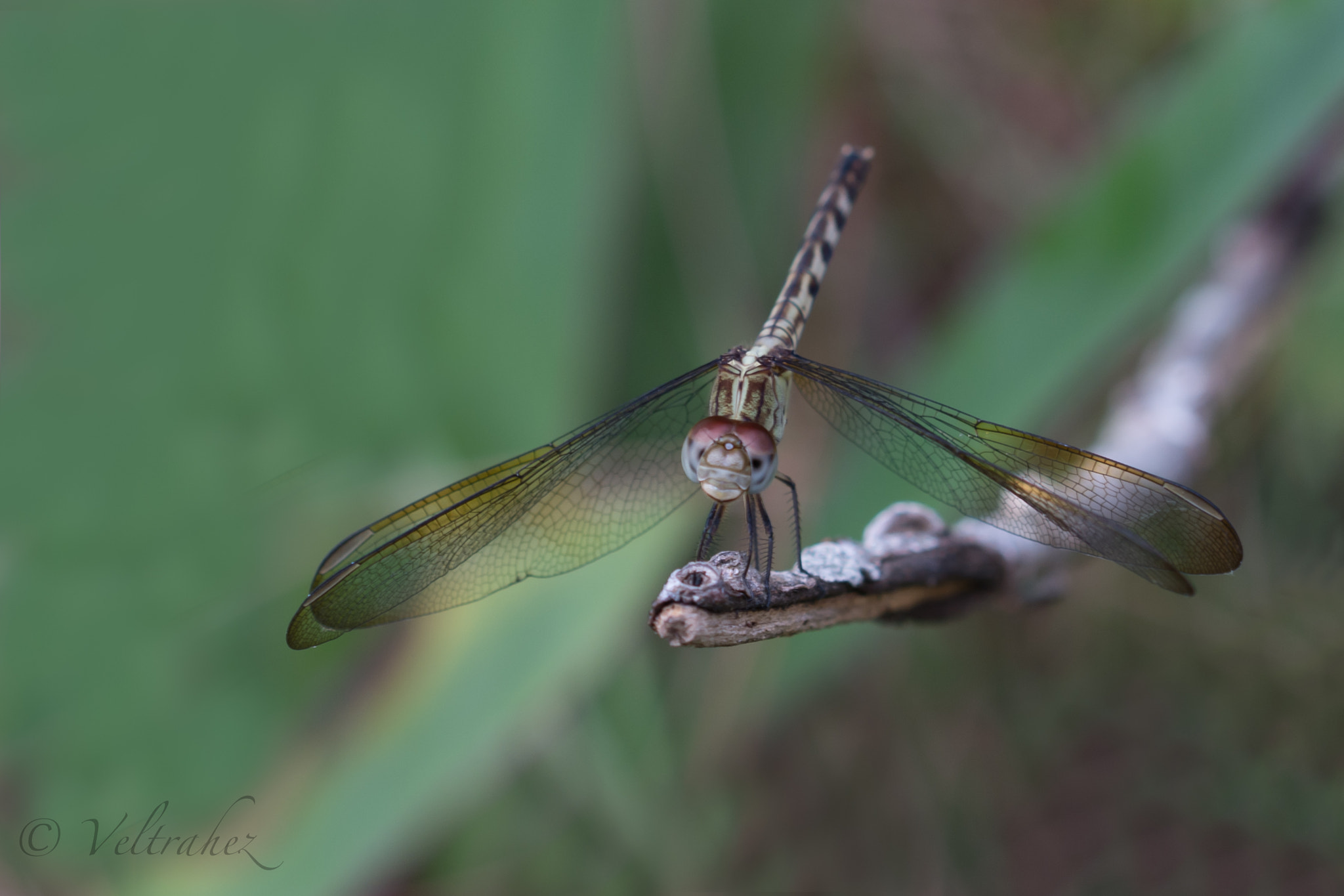 Sigma 105mm F2.8 EX DG OS HSM sample photo. Dsc photography